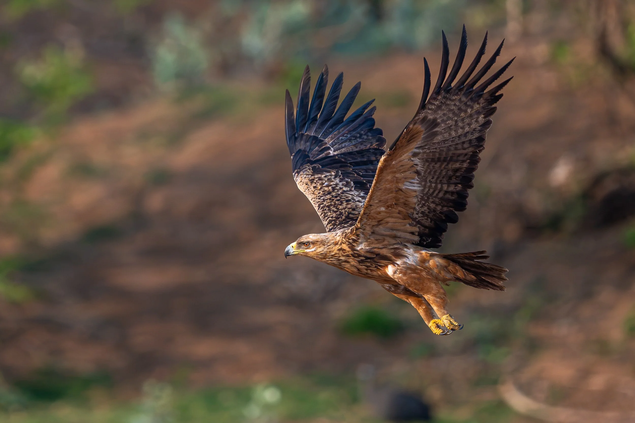 Eagle in flight | Botswana