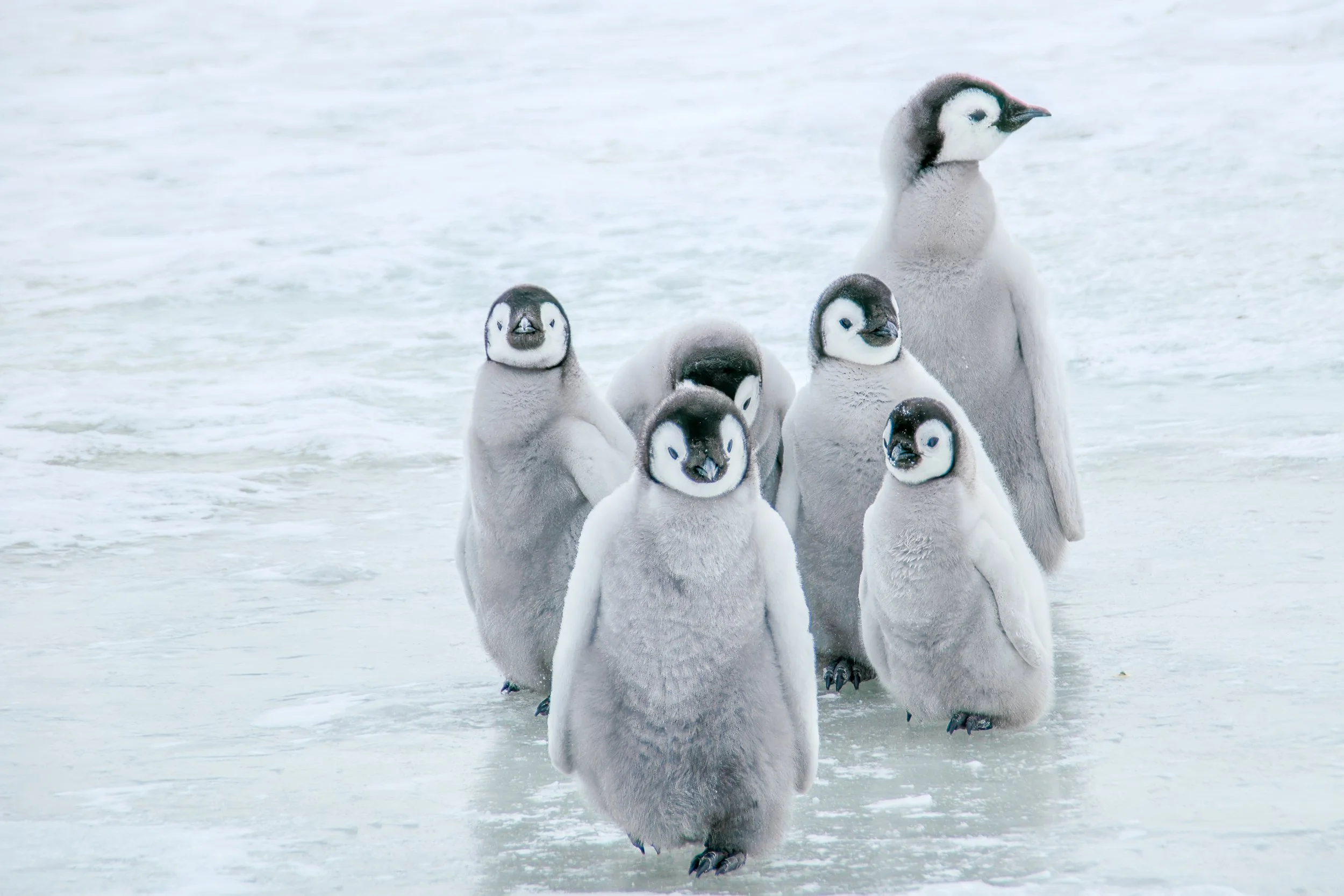 Emperor penguin chicks, Snow Hill Island | Antarctica