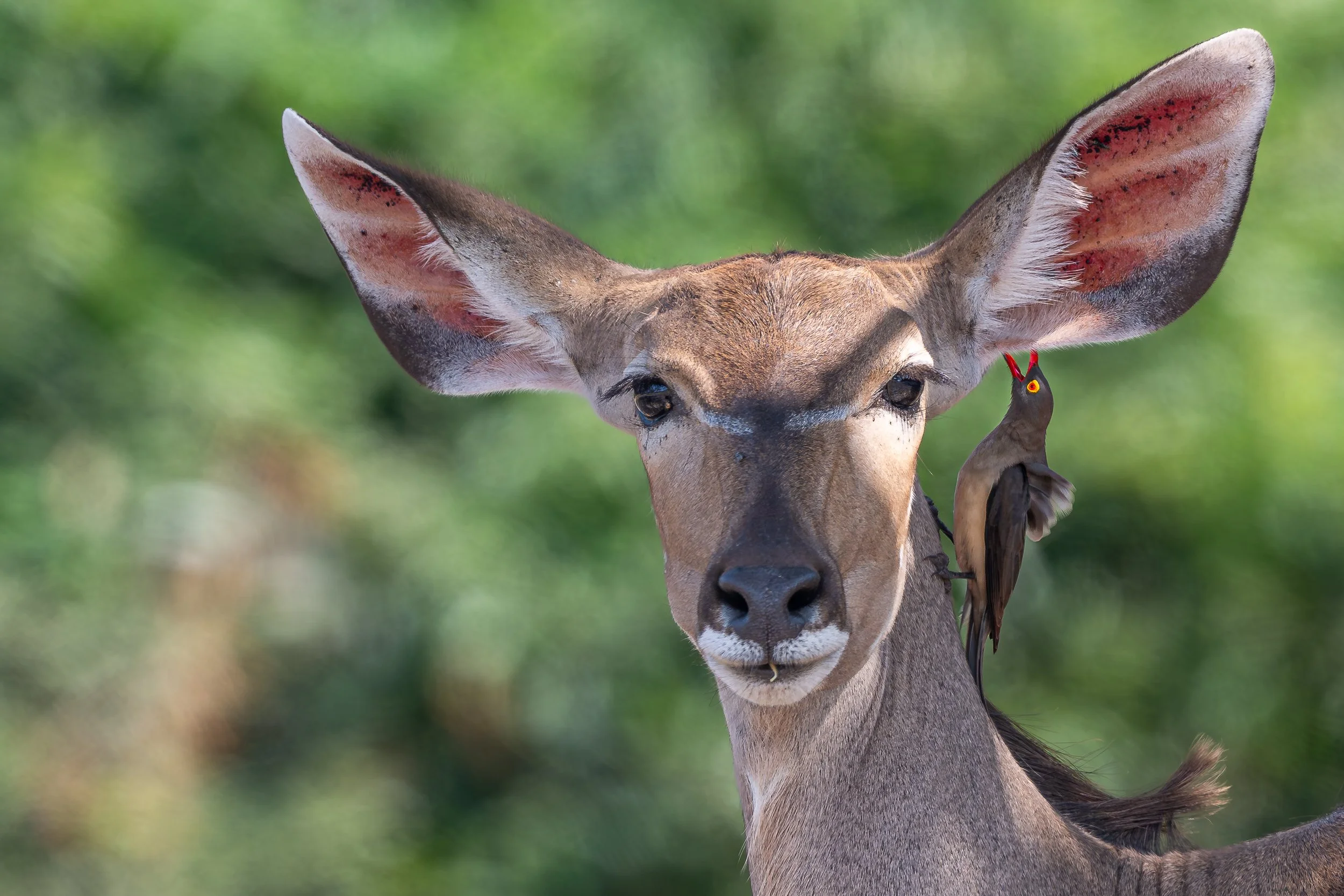 Kudu with red-billed oxpecker, Gonarezhou | Zimbabwe
