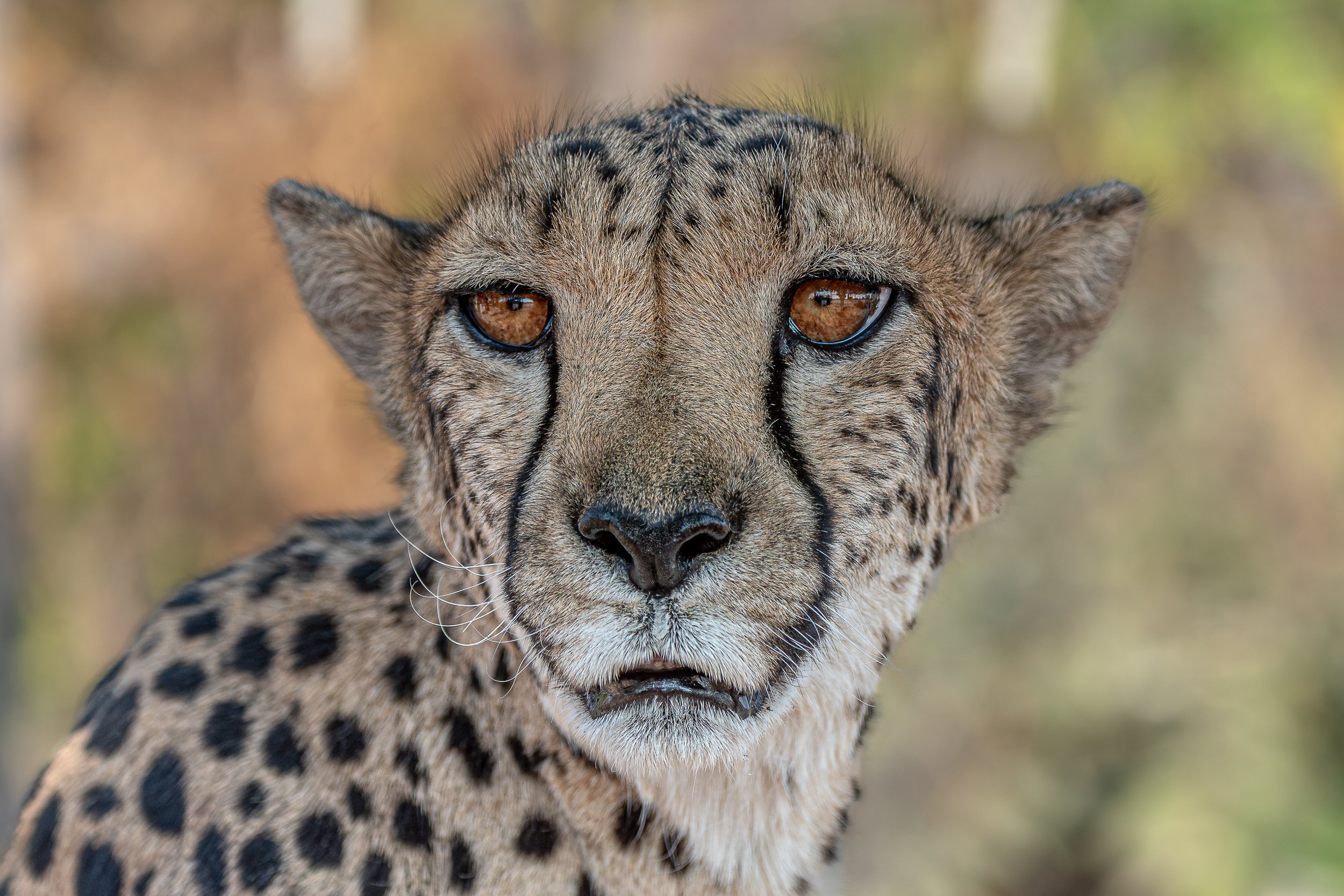 Cheetah, Etosha | Namibia
