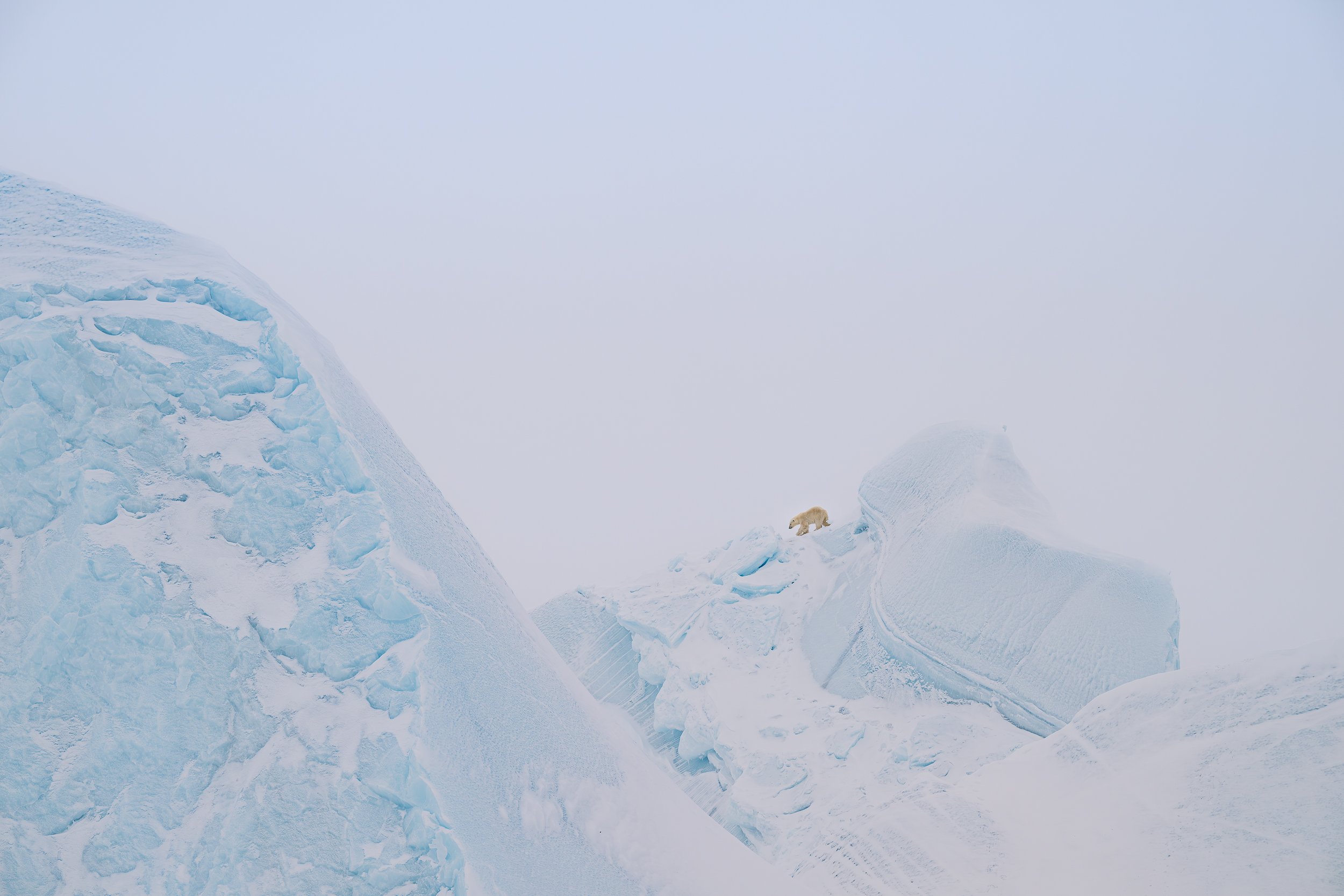 Polar bear, Baffin Island | Canadian Arctic