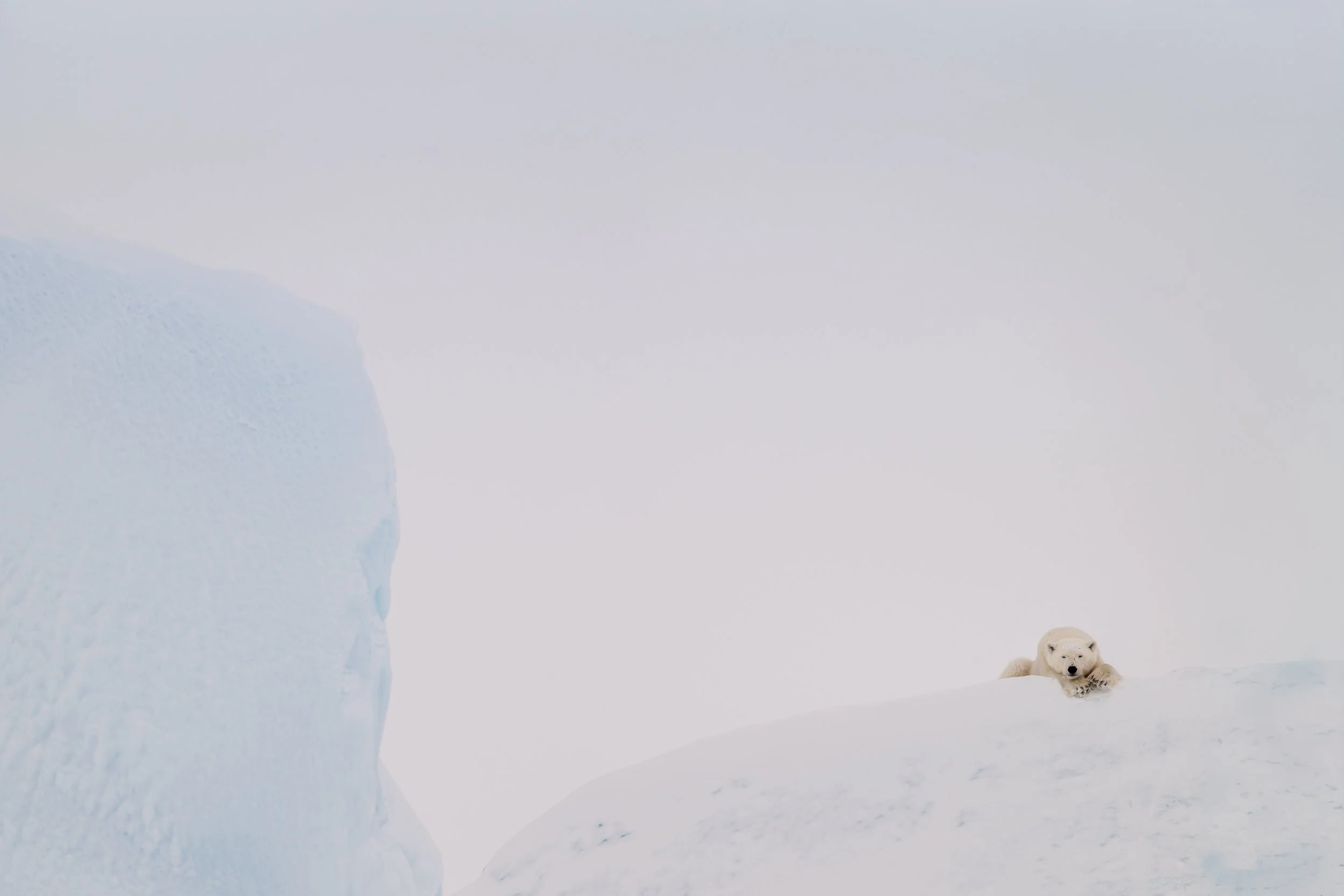 Polar bear, Baffin Island | Canadian Arctic