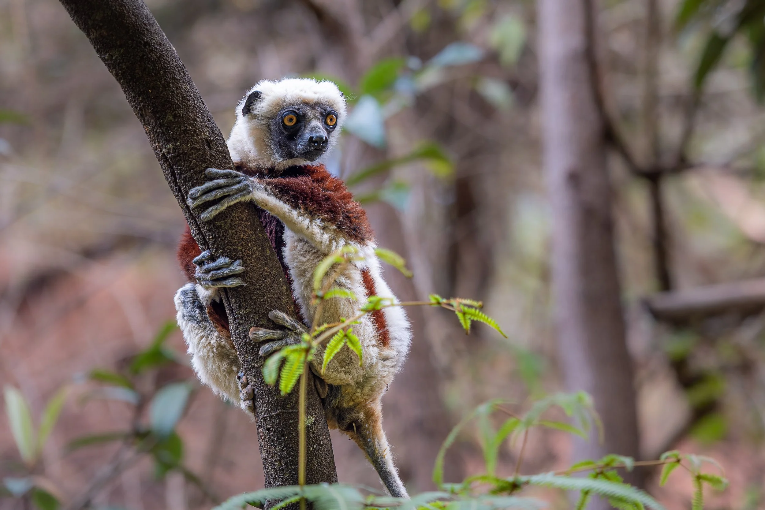 Coquerel's sifaka | Madagascar