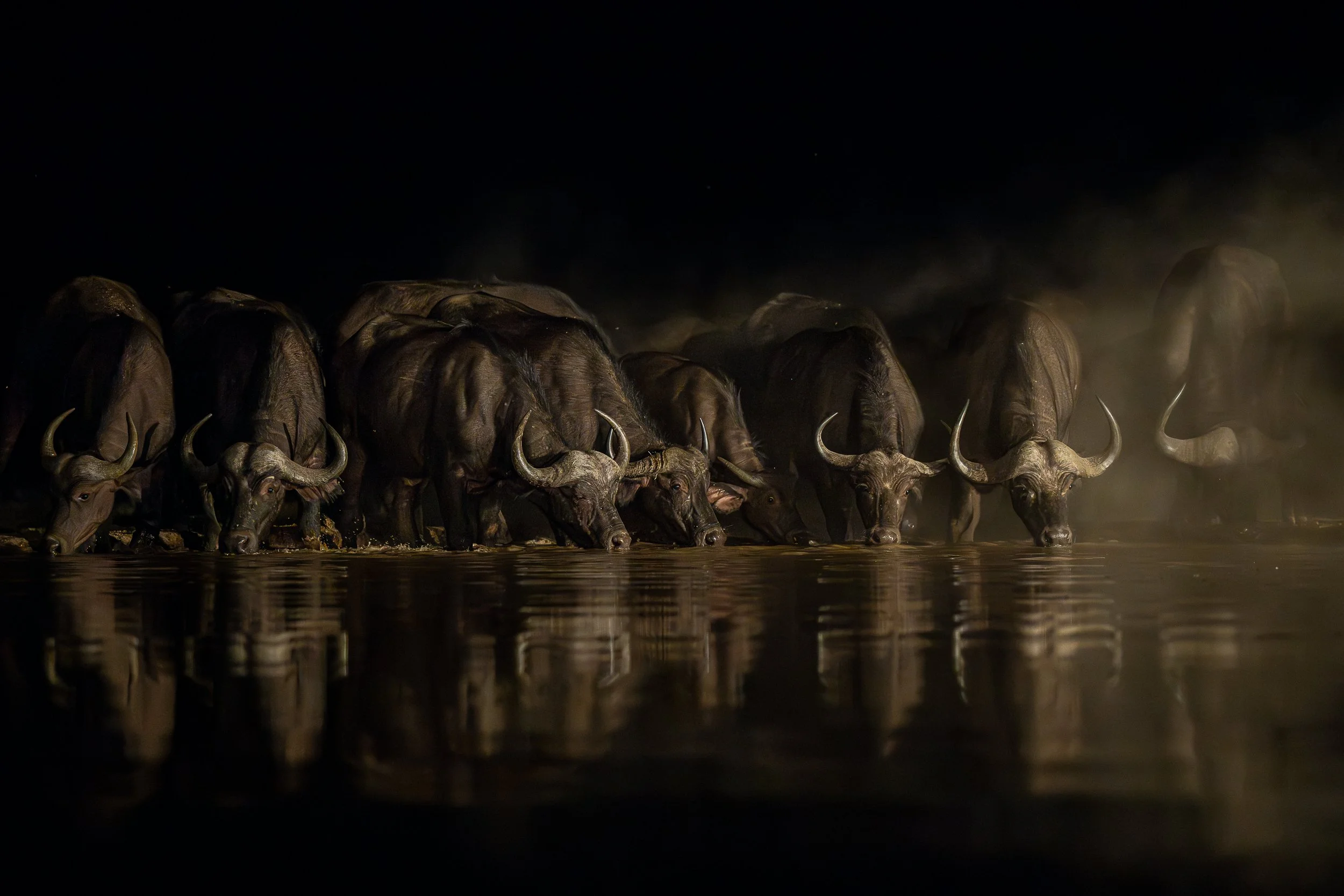 Buffalo, Shompole | Kenya