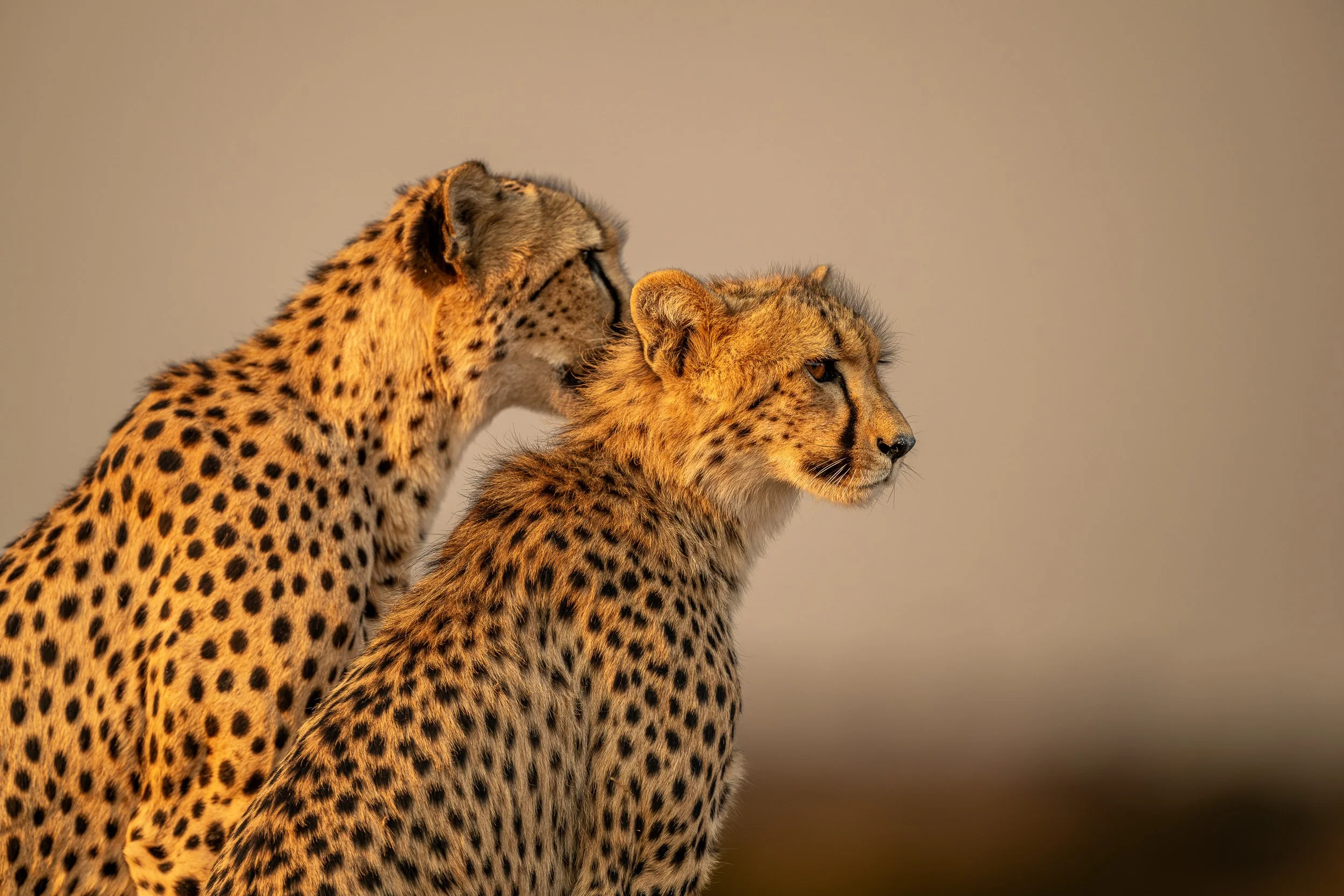Cheetahs | Botswana