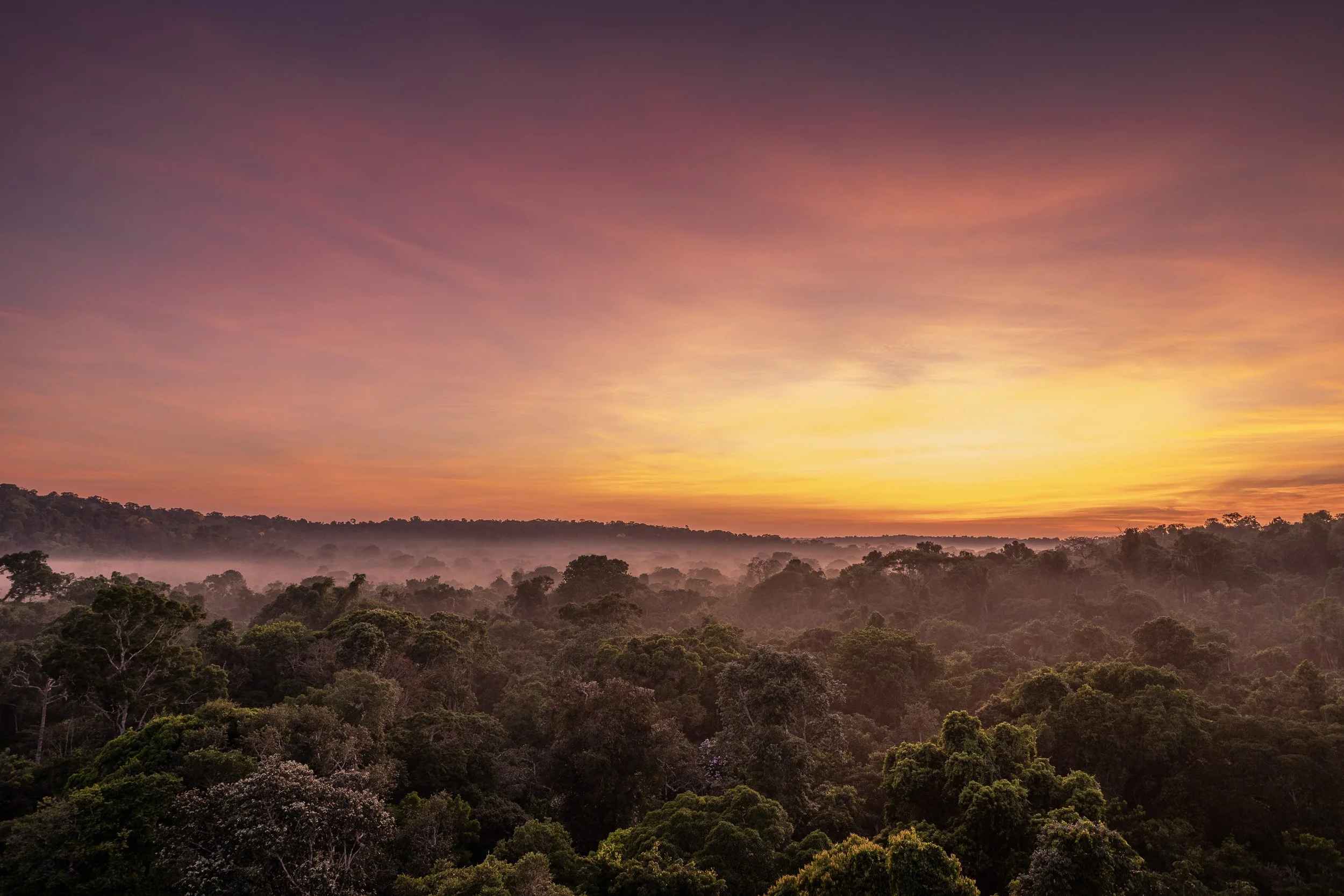 Amazon rainforest | Brazil