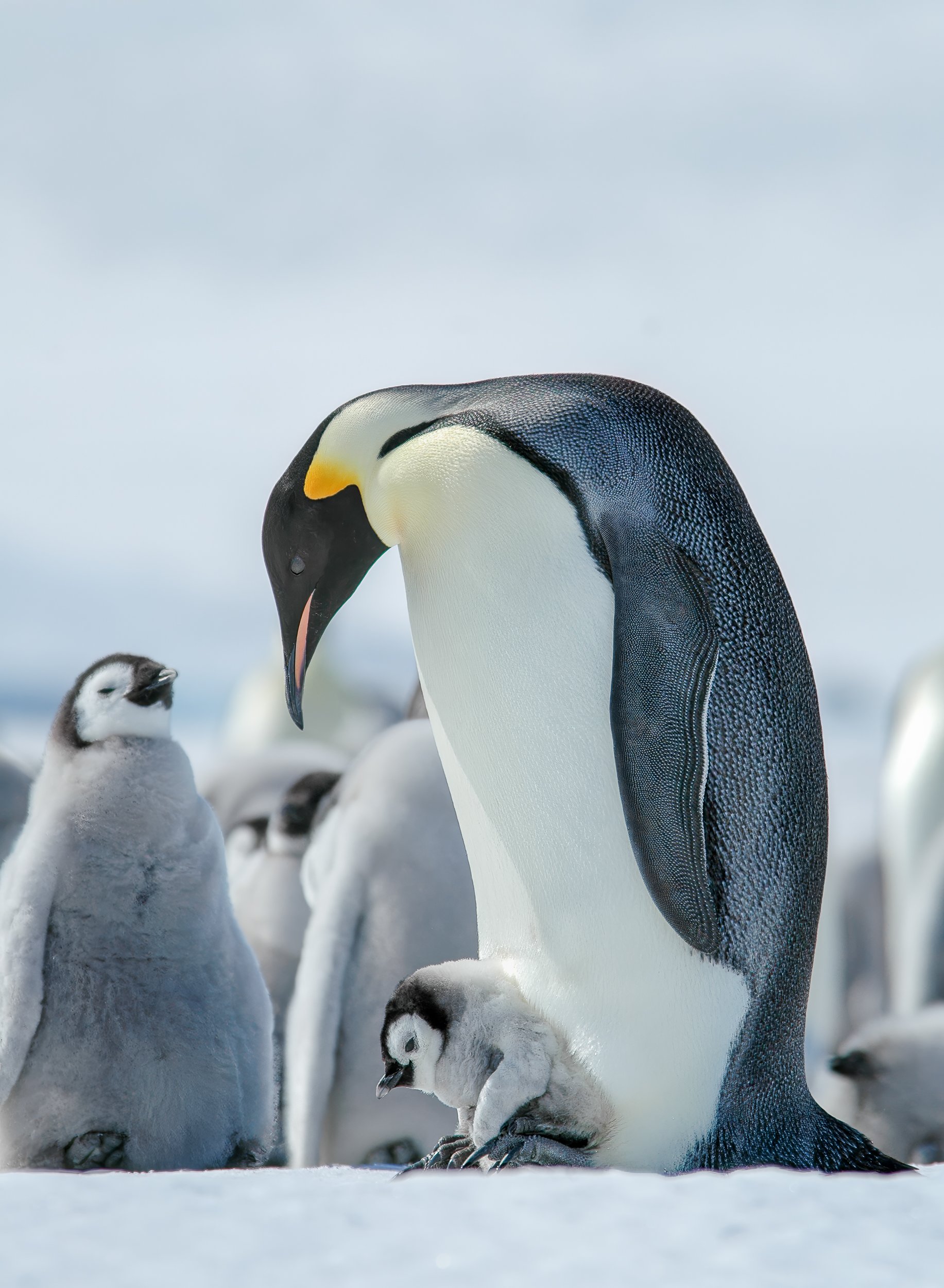 Emperor penguins, Snow Hill Island | Antarctica