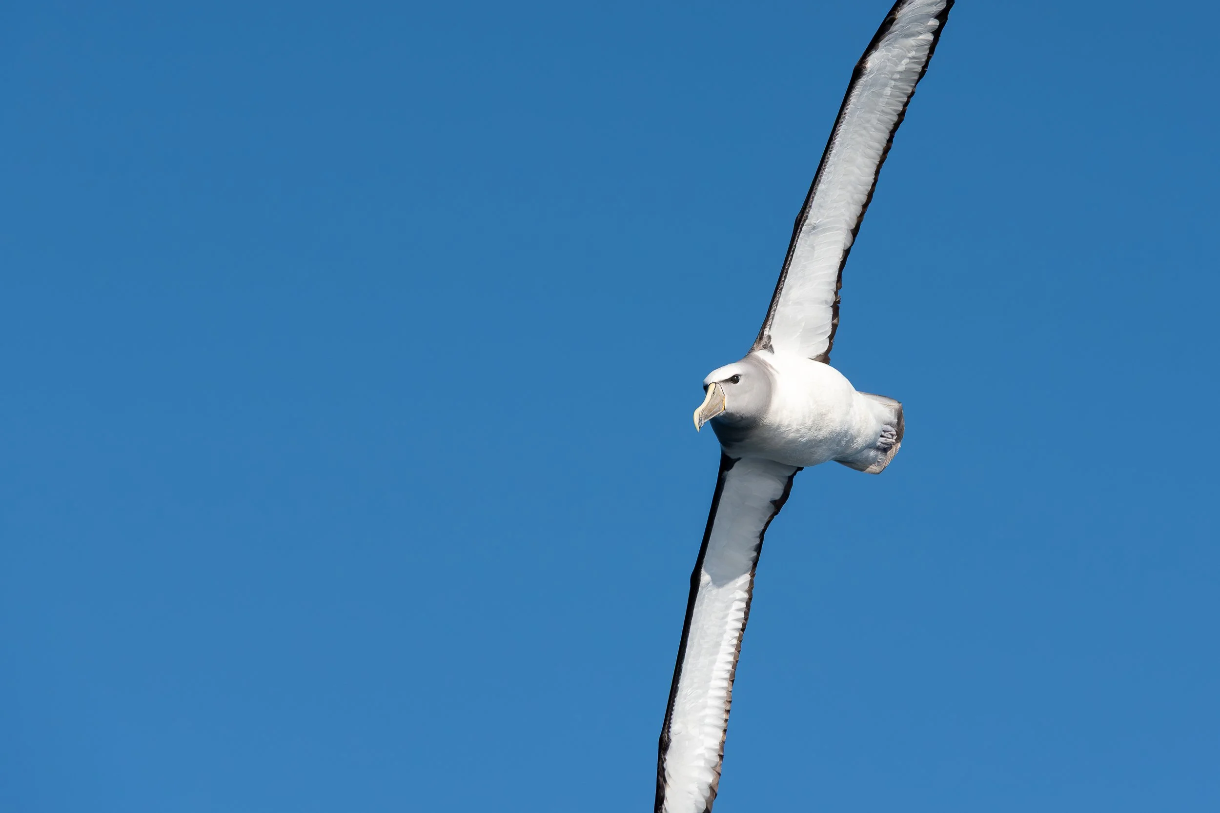 Albatross, Kaikoura | New Zealand