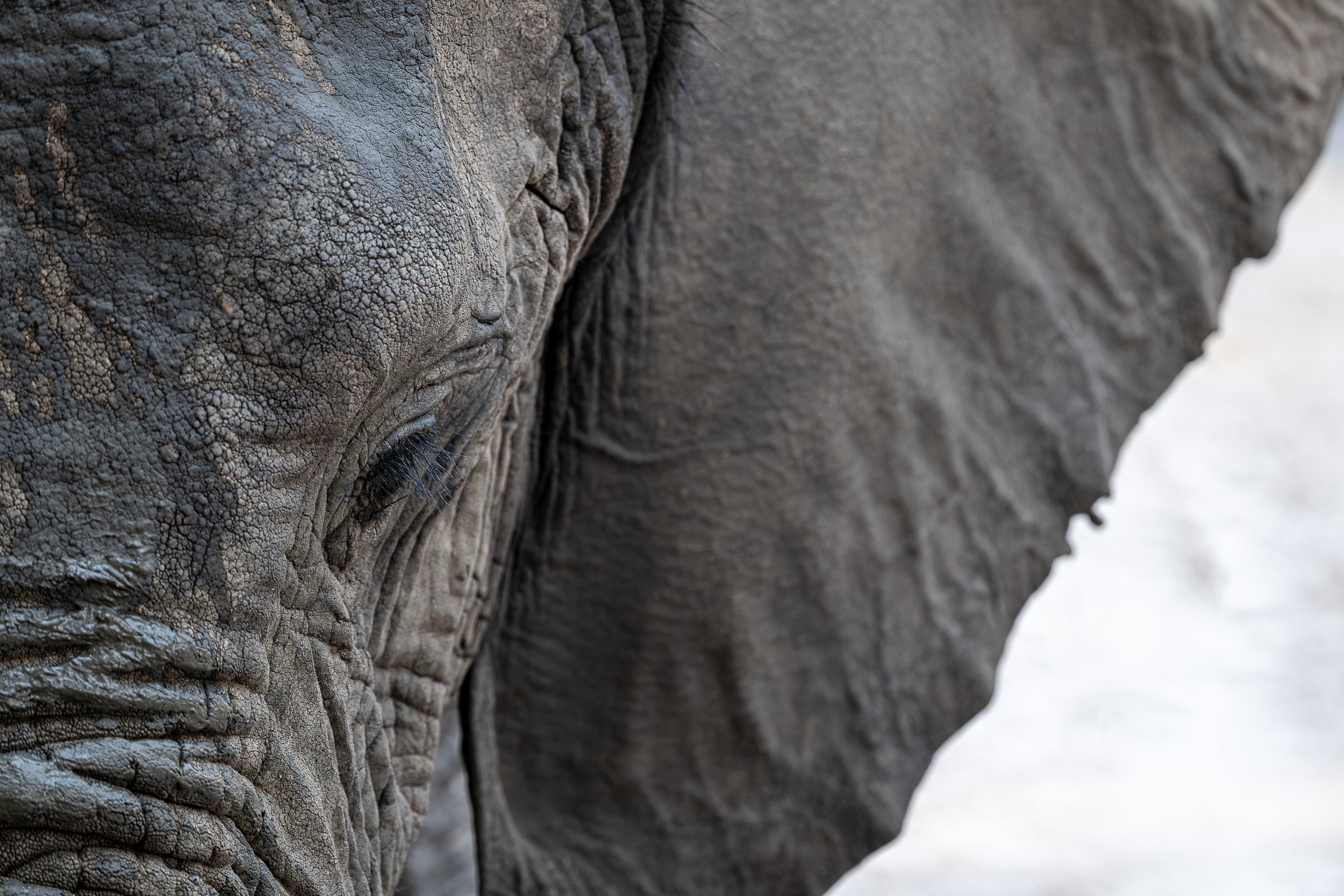 Elephant, Mana Pools | Zimbabwe