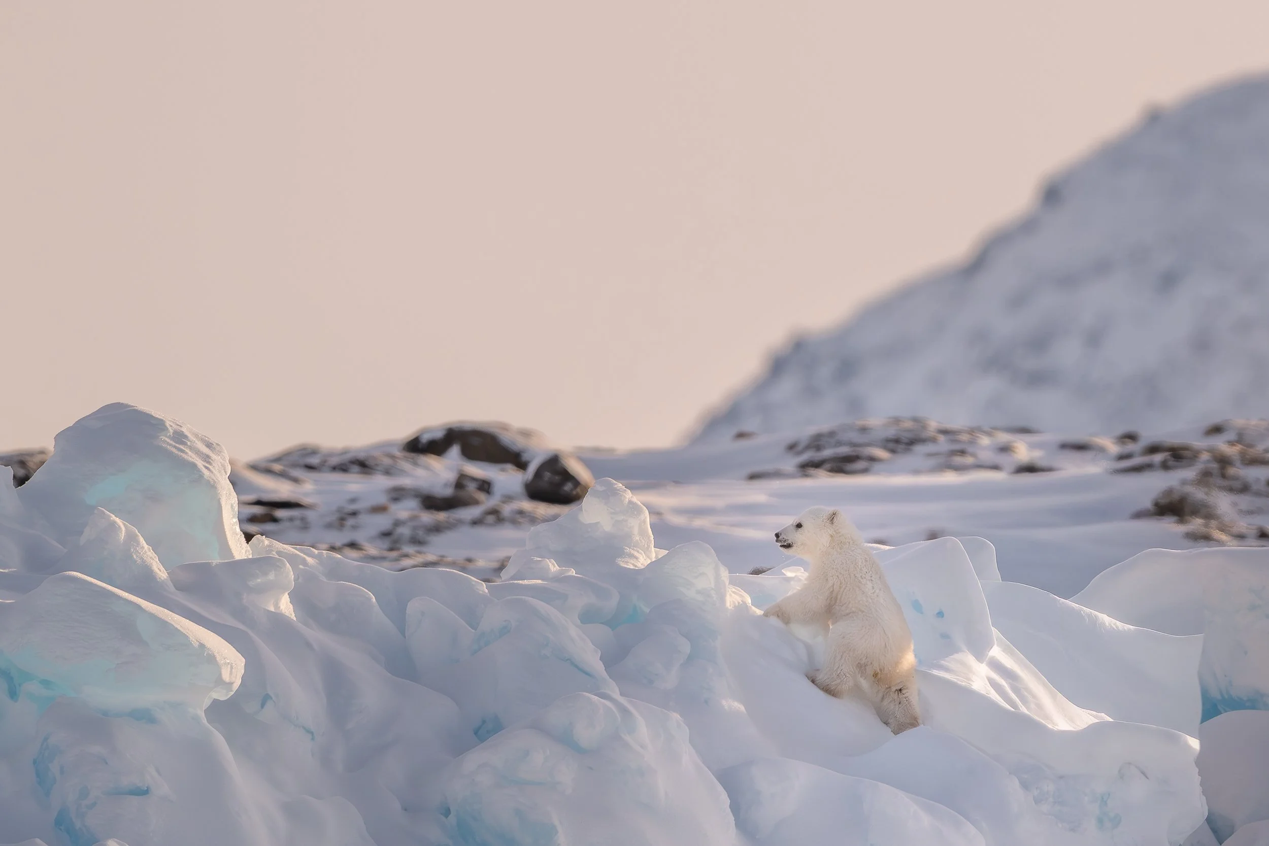 Polar bear cub, Baffin Island | Canadian Arctic
