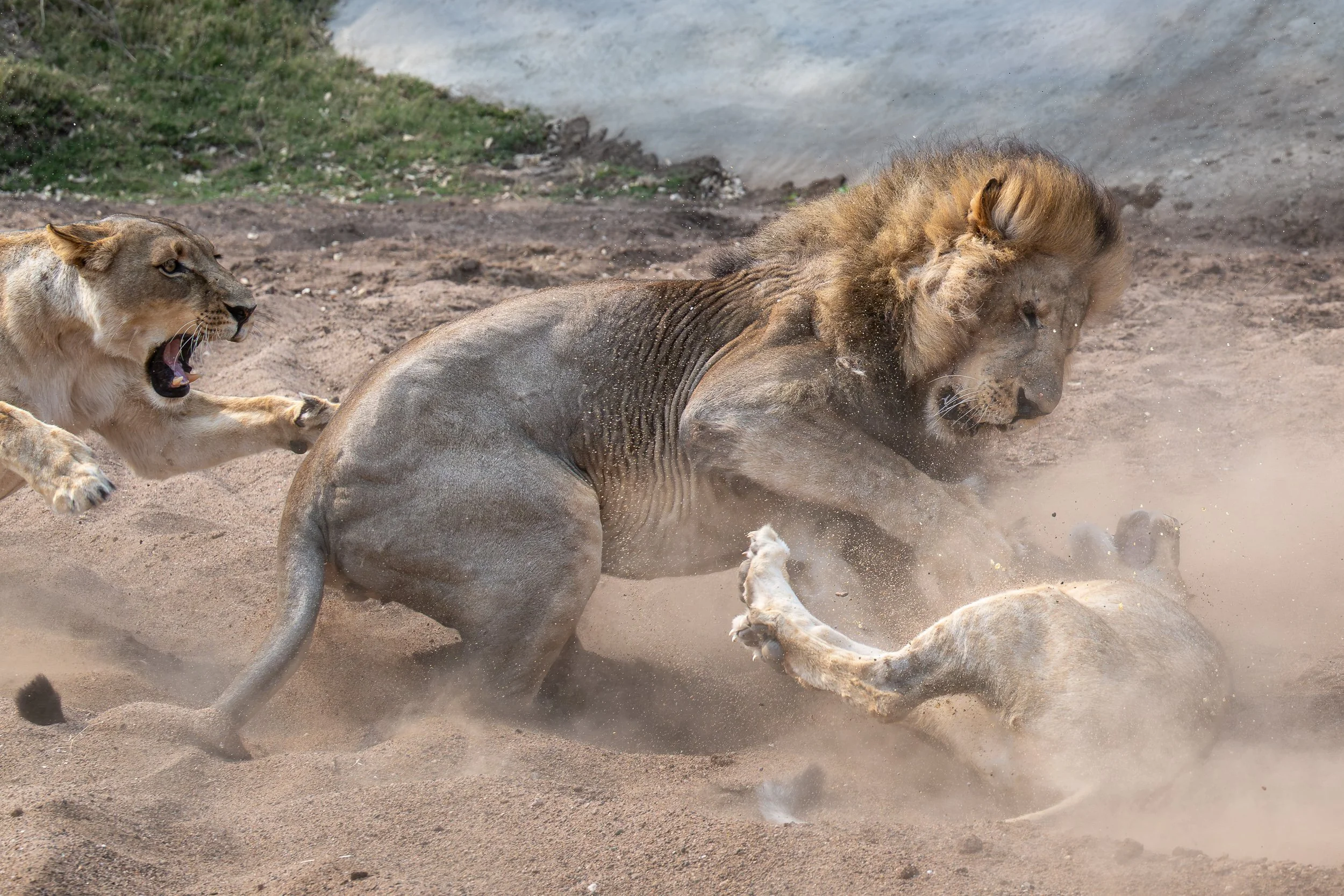 Lions fighting | Botswana