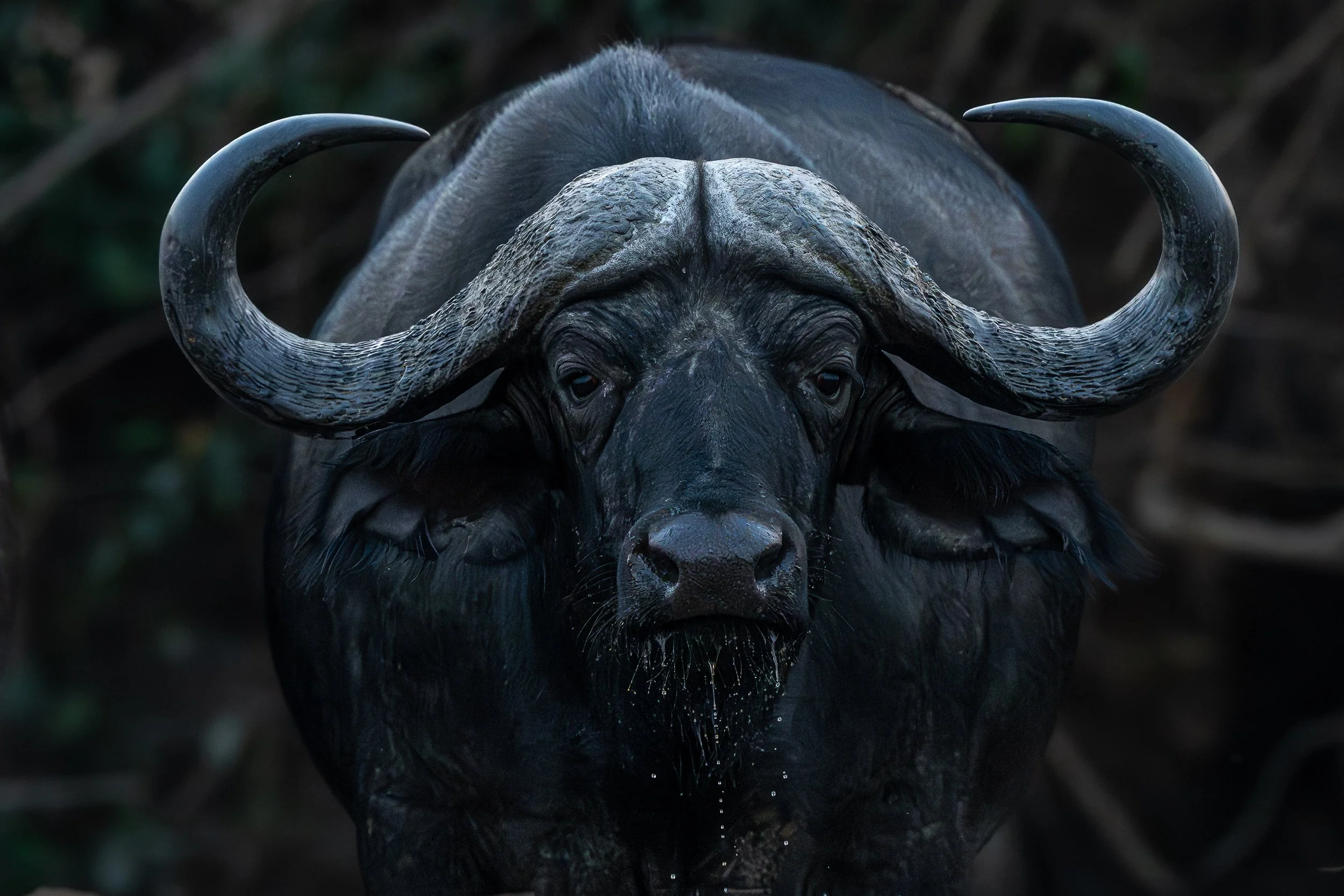 Buffalo, Mana Pools | Zimbabwe