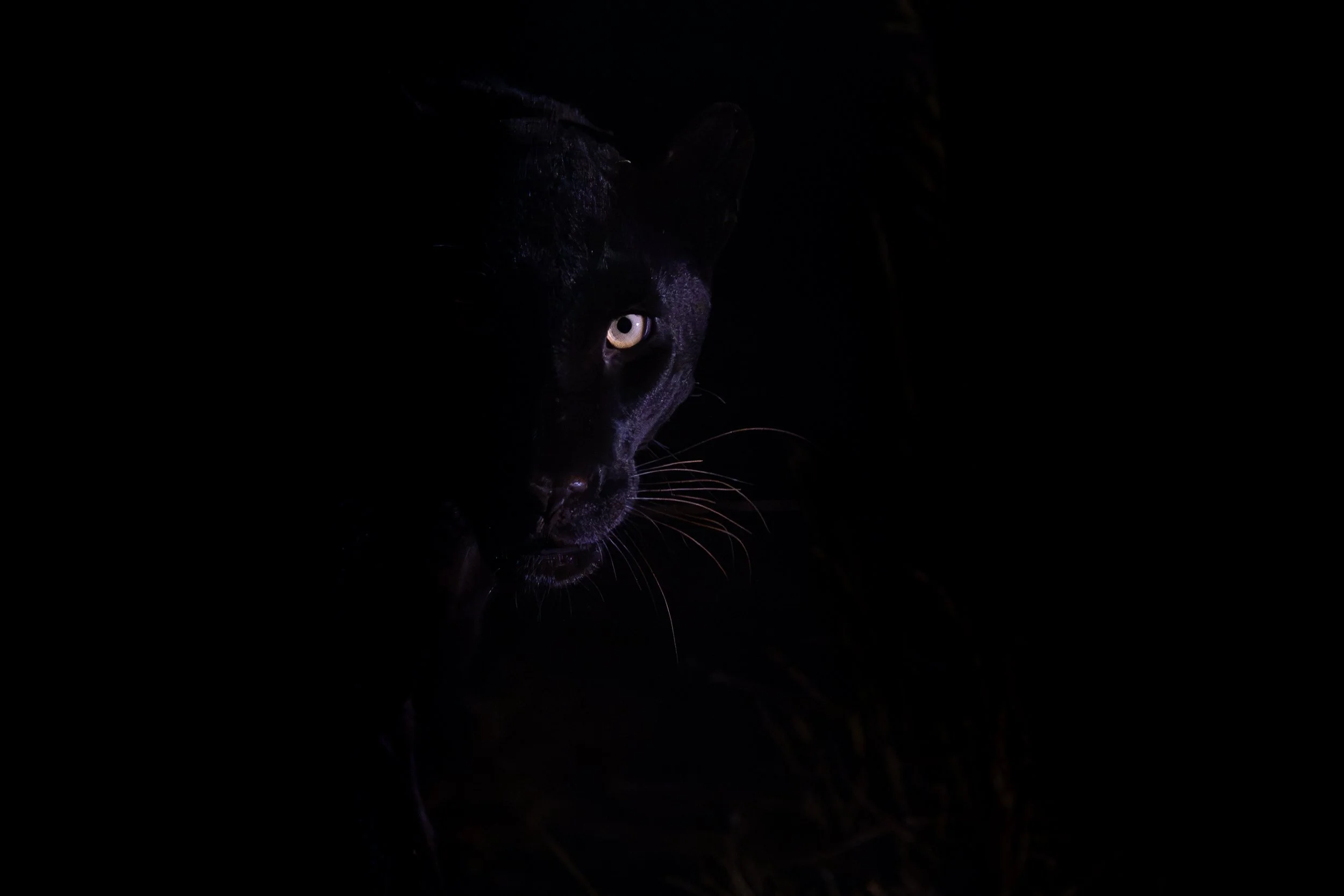 Black leopard, Laikipia | Kenya