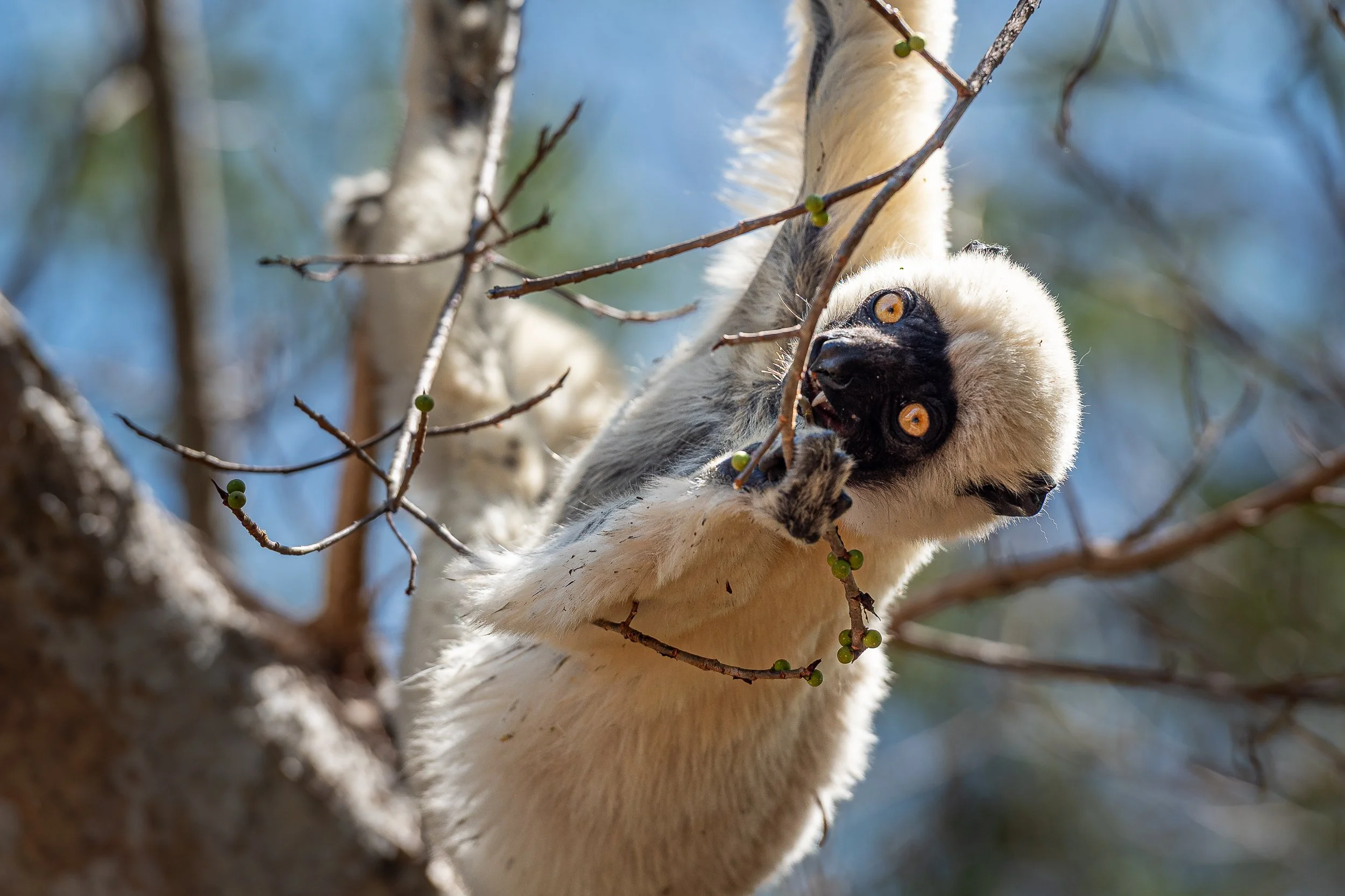 Verreaux's sifaka, Isalo | Madagascar