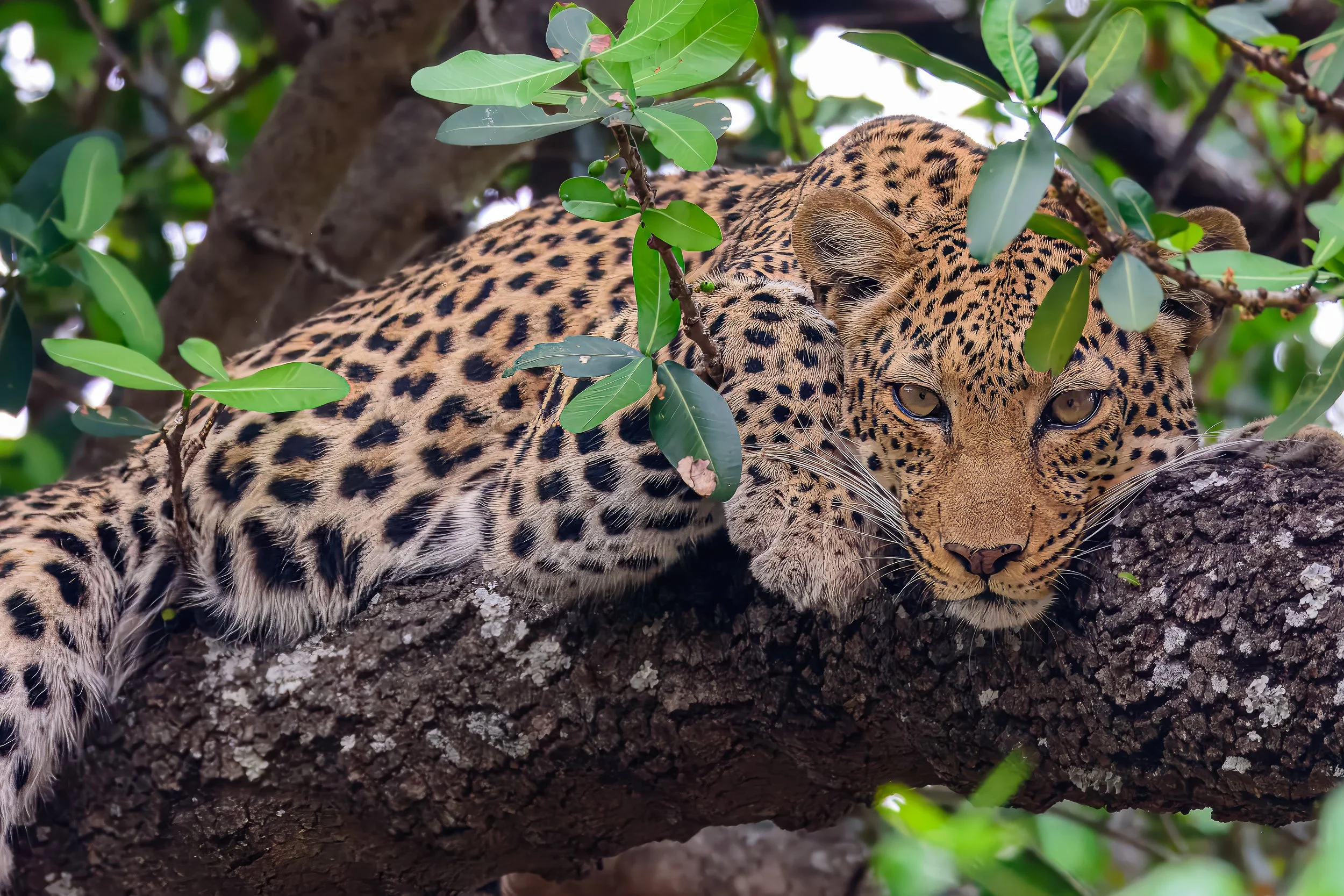 Leopard, Busanga Plains | Zambia