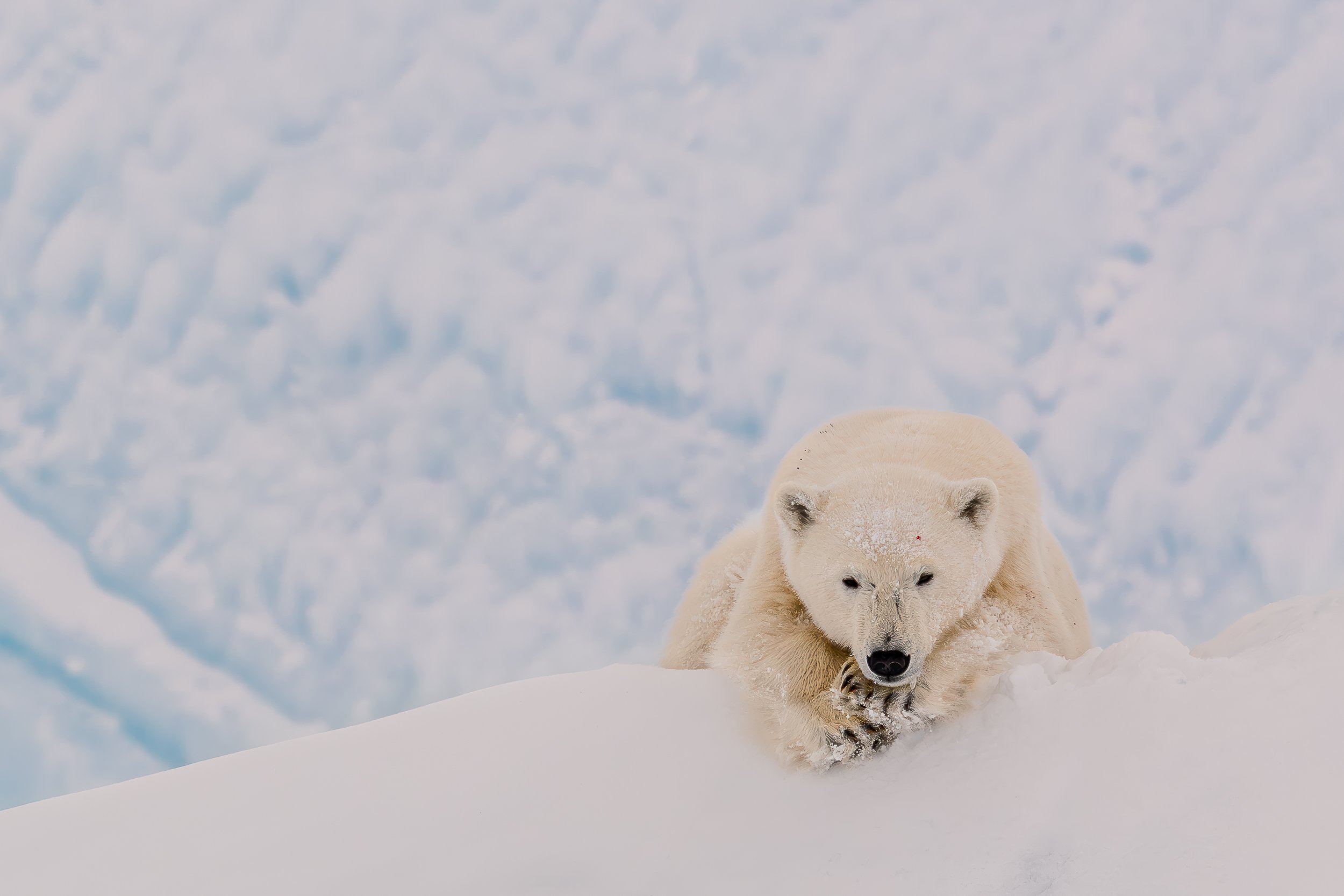 Polar bear, Baffin Island | Canadian Arctic