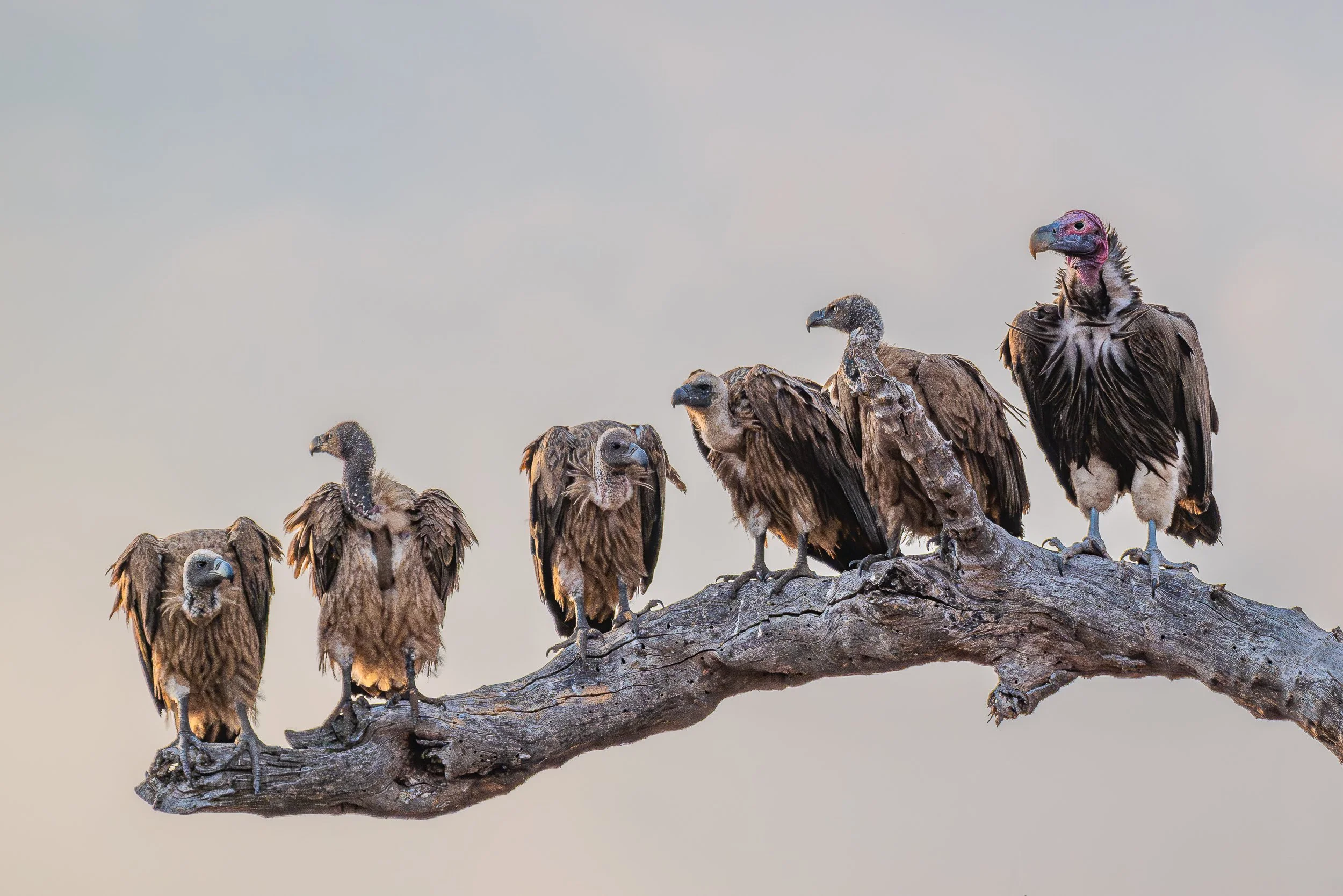 Vultures, Gonarezhou | Zimbabwe