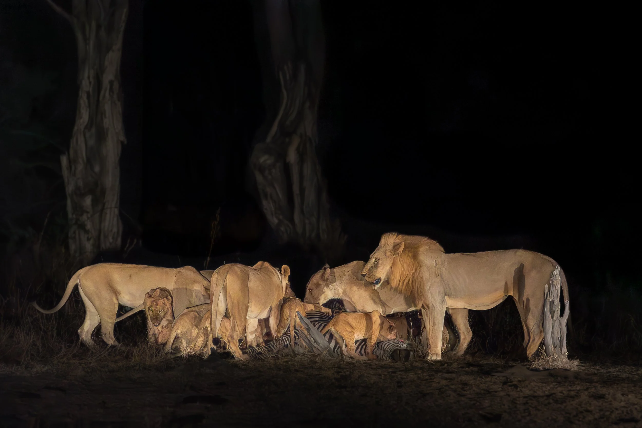 Lions feeding, South Luangwa | Zambia