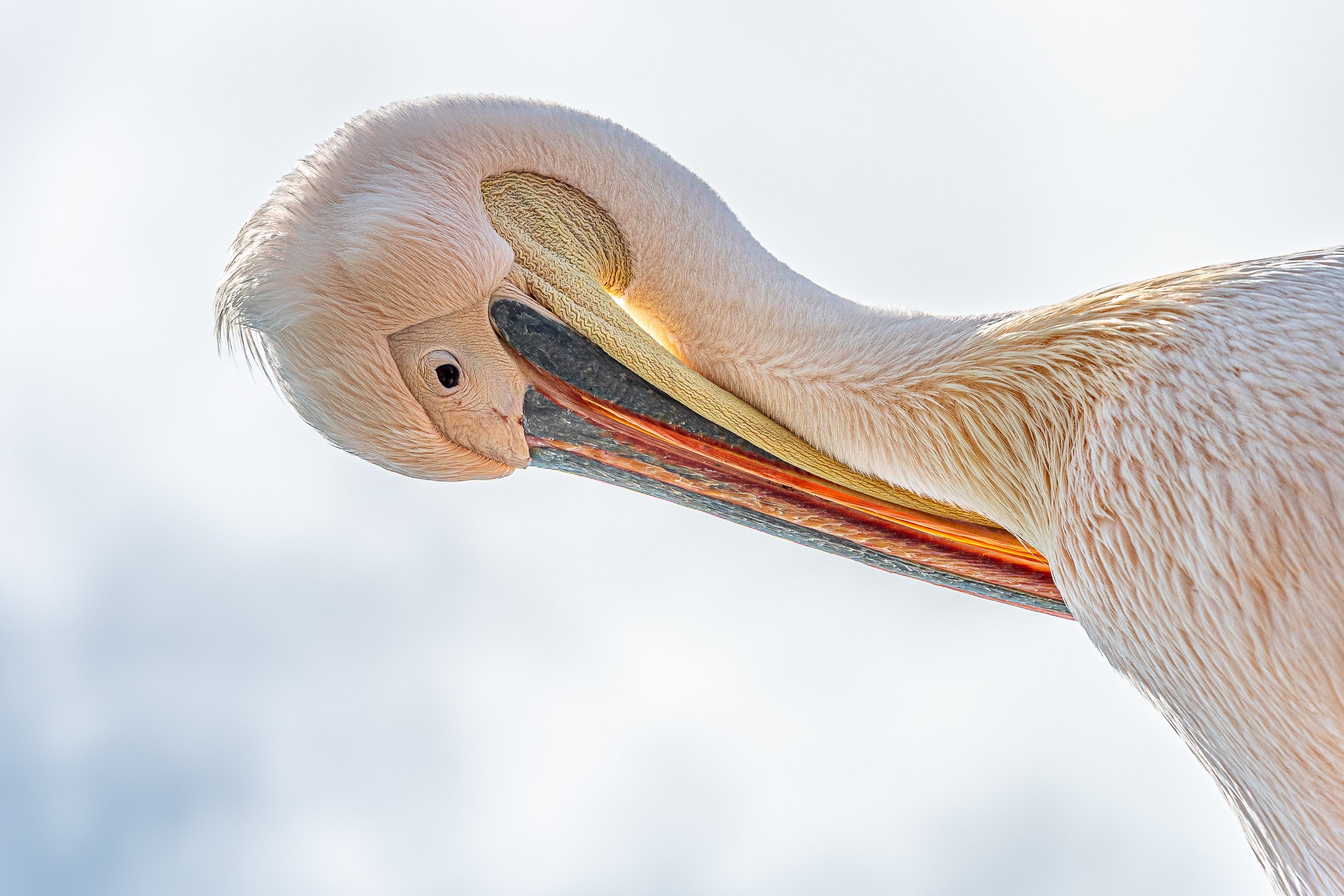 Pelican, Walvis Bay | Namibia