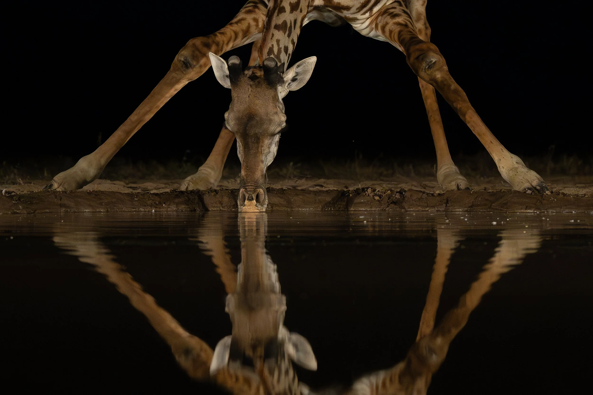 Giraffe, Shompole | Kenya