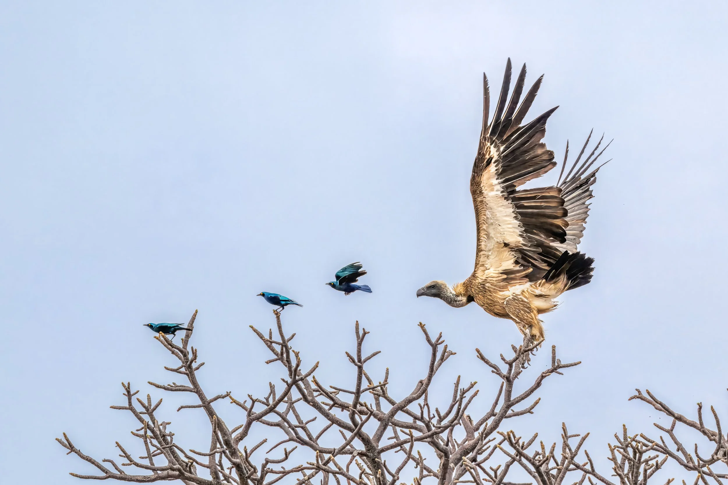 Vulture and superb starlings, Gonarezhou | Zimbabwe