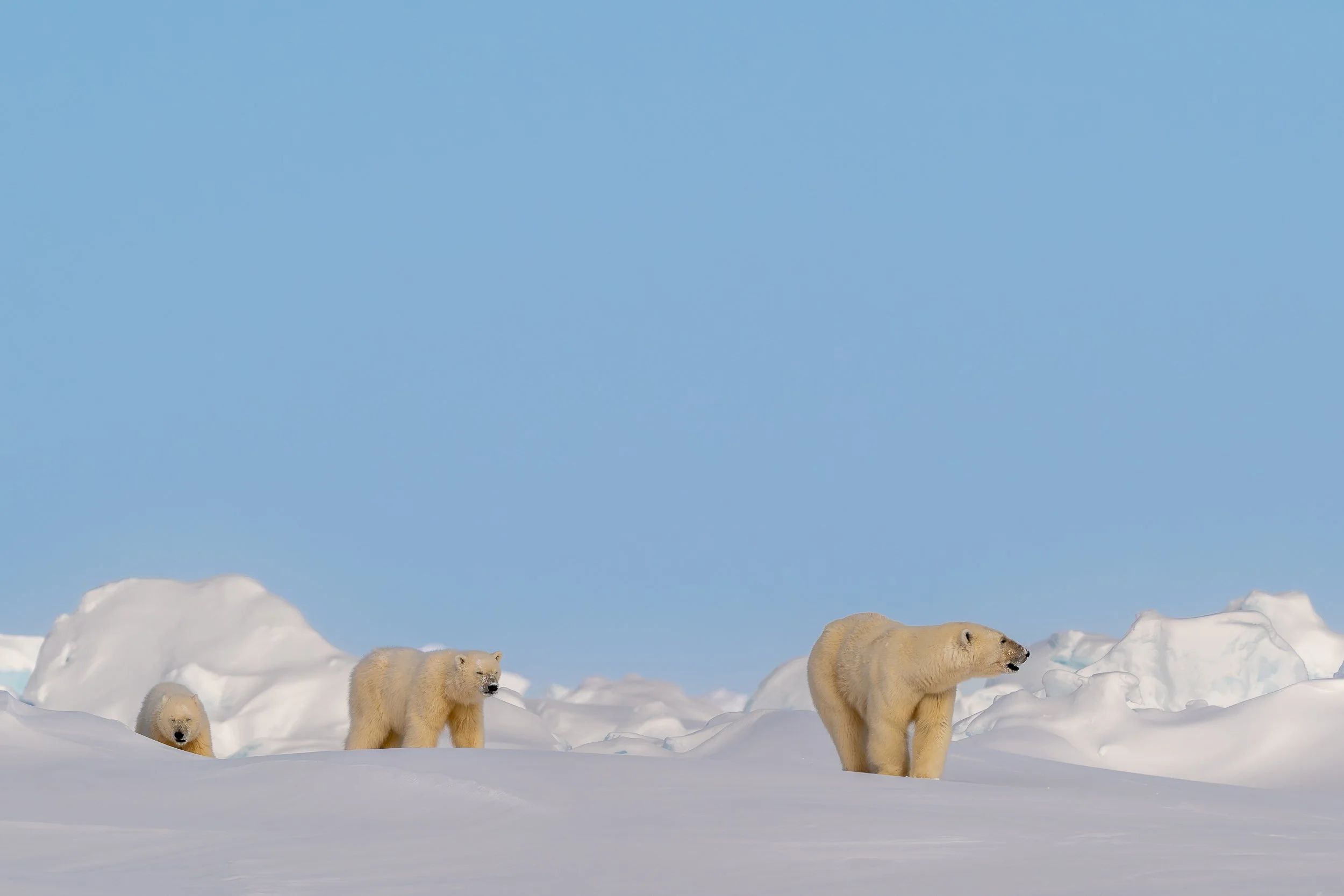Polar bear mother and cubs, Baffin Island | Canadian Arctic