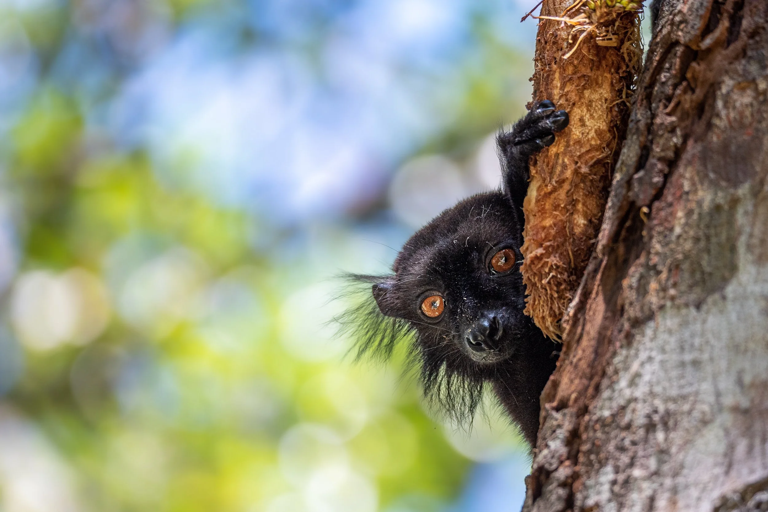 Black lemur, Lokobe | Madagascar