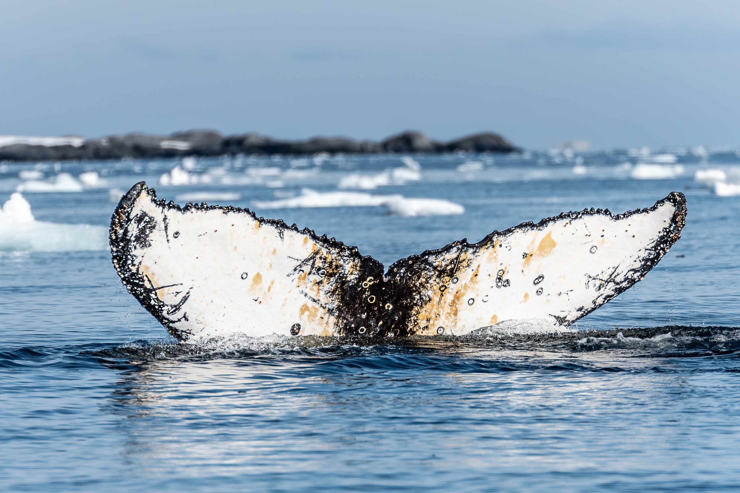 Humpback whale tail | Antarctica