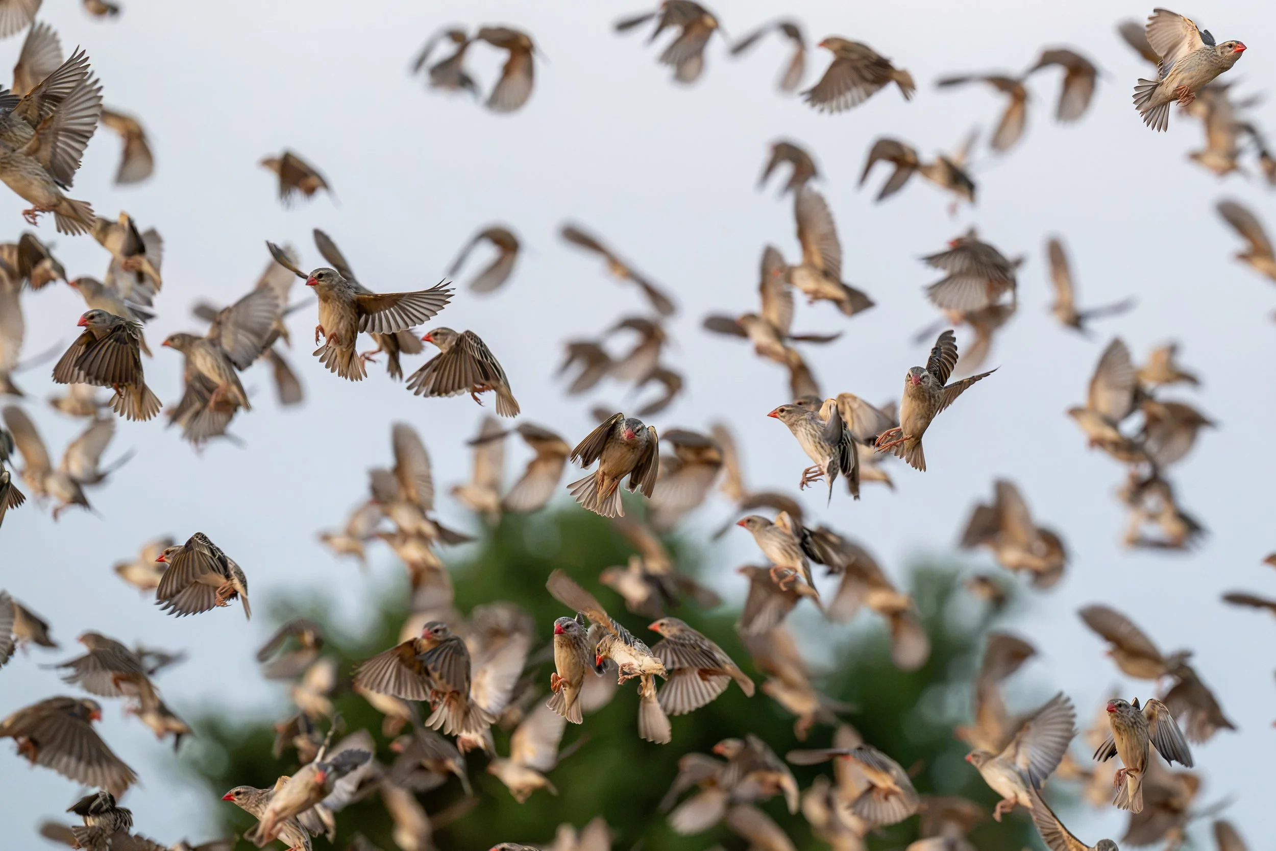 Birds in flight | Botswana