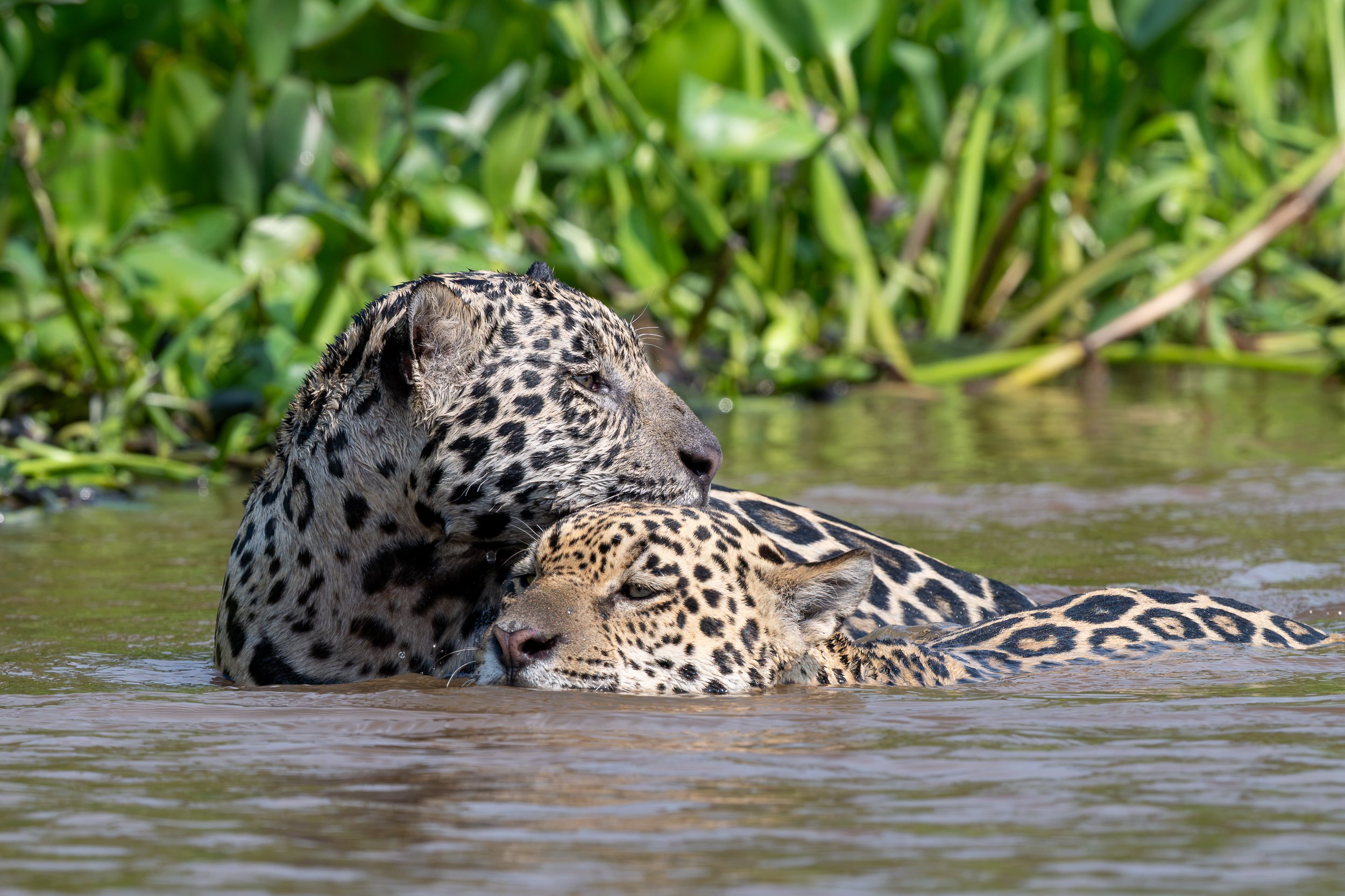Jaguars, Pantanal | Brazil
