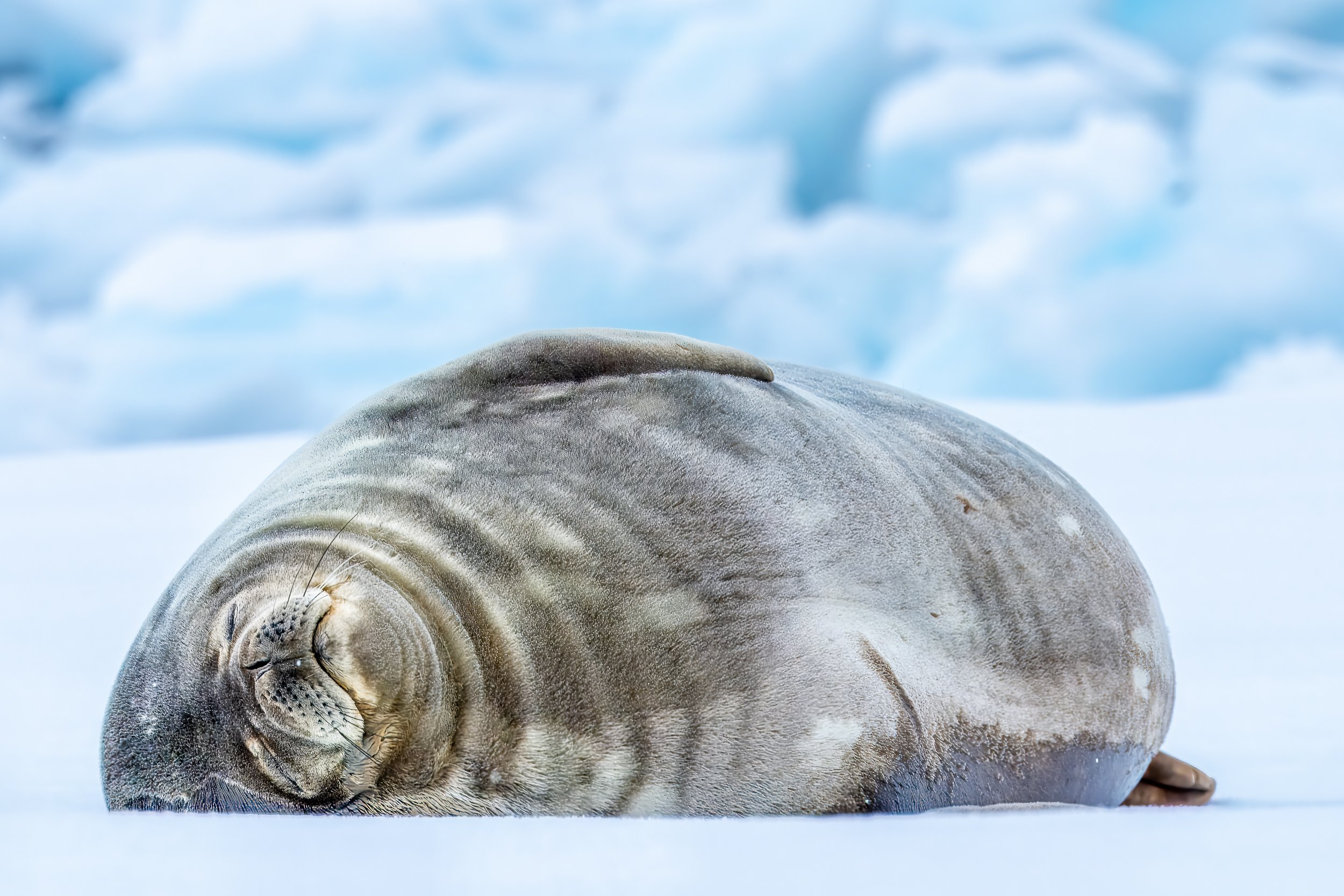 Weddell seal | Antarctic Peninsula 