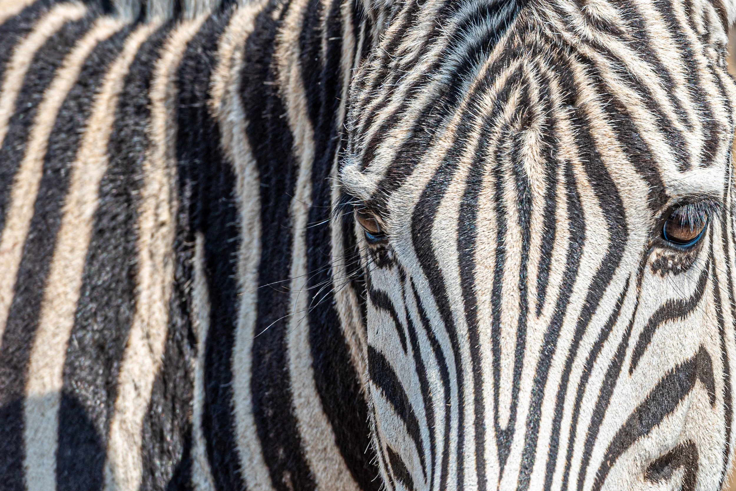 Zebra, Etosha | Namibia