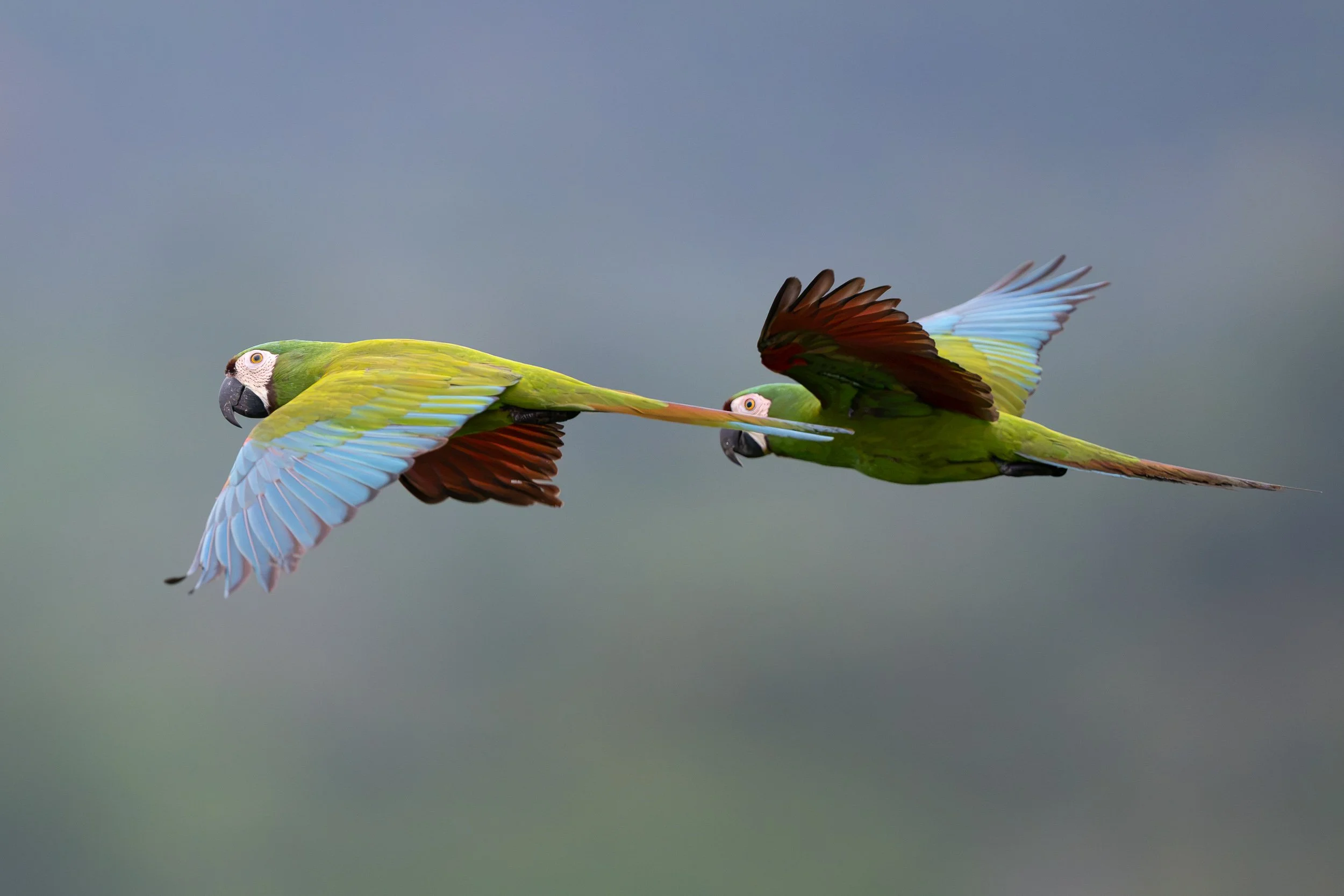 Macaws, Amazon rainforest | Brazil