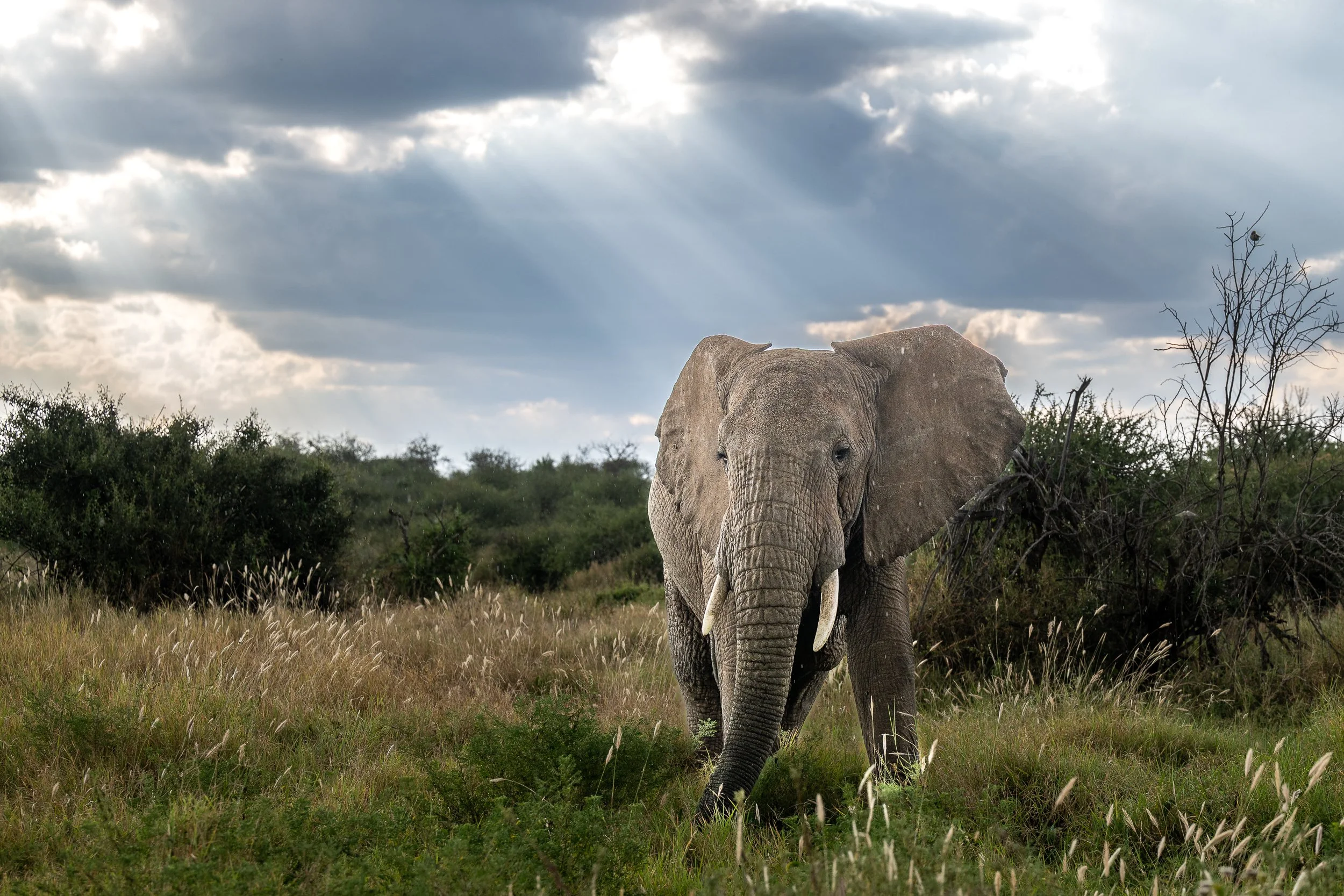 Elephant, Laikipia | Kenya
