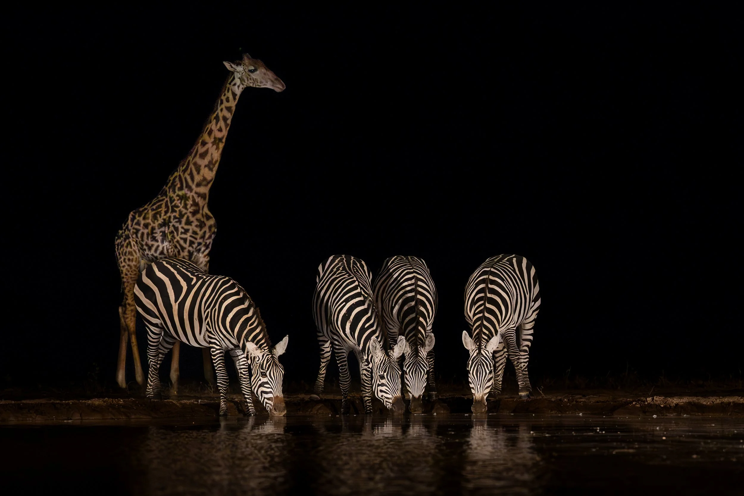 Giraffe and zebras, Shompole | Kenya