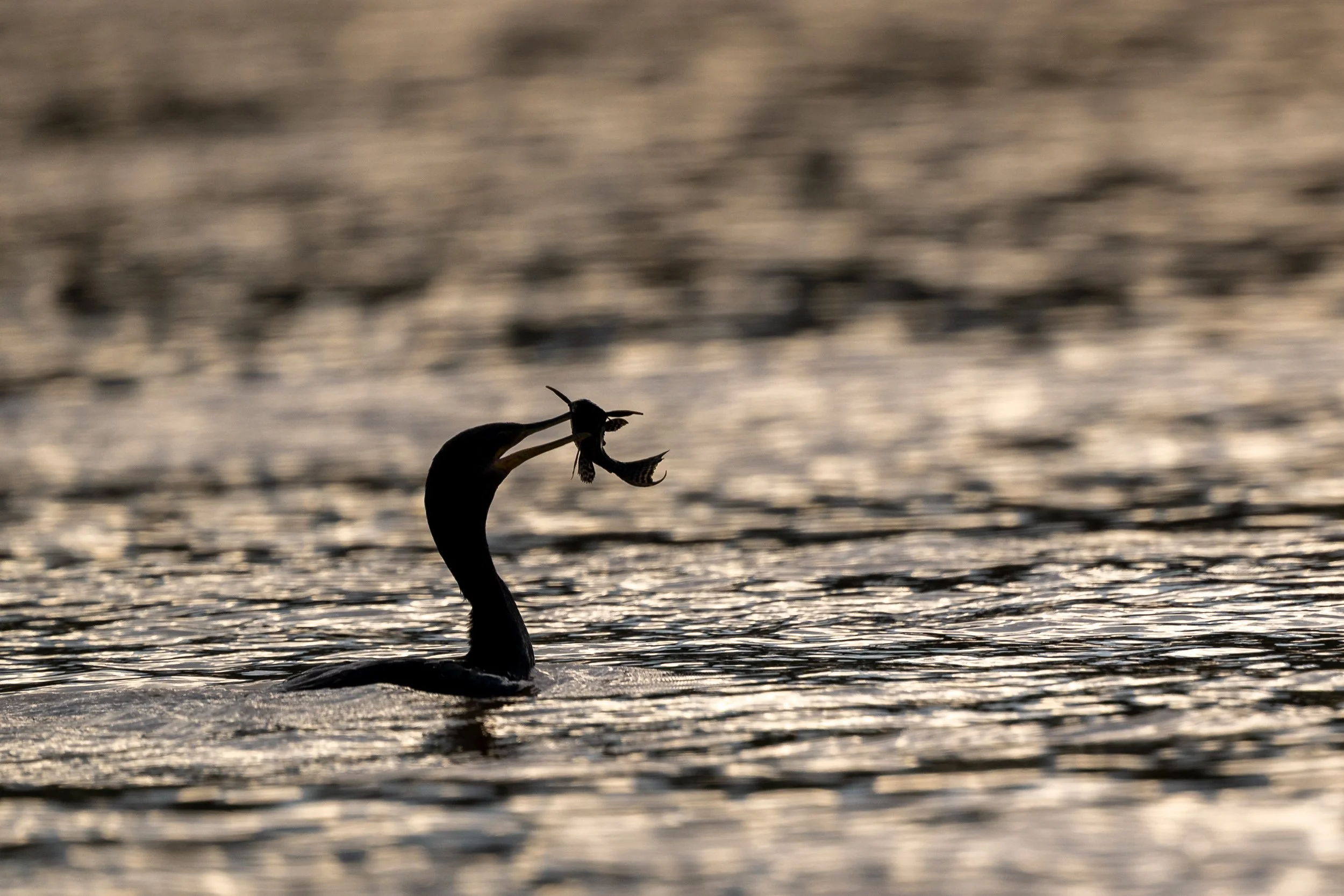 Anhinga, Pantanal | Brazil