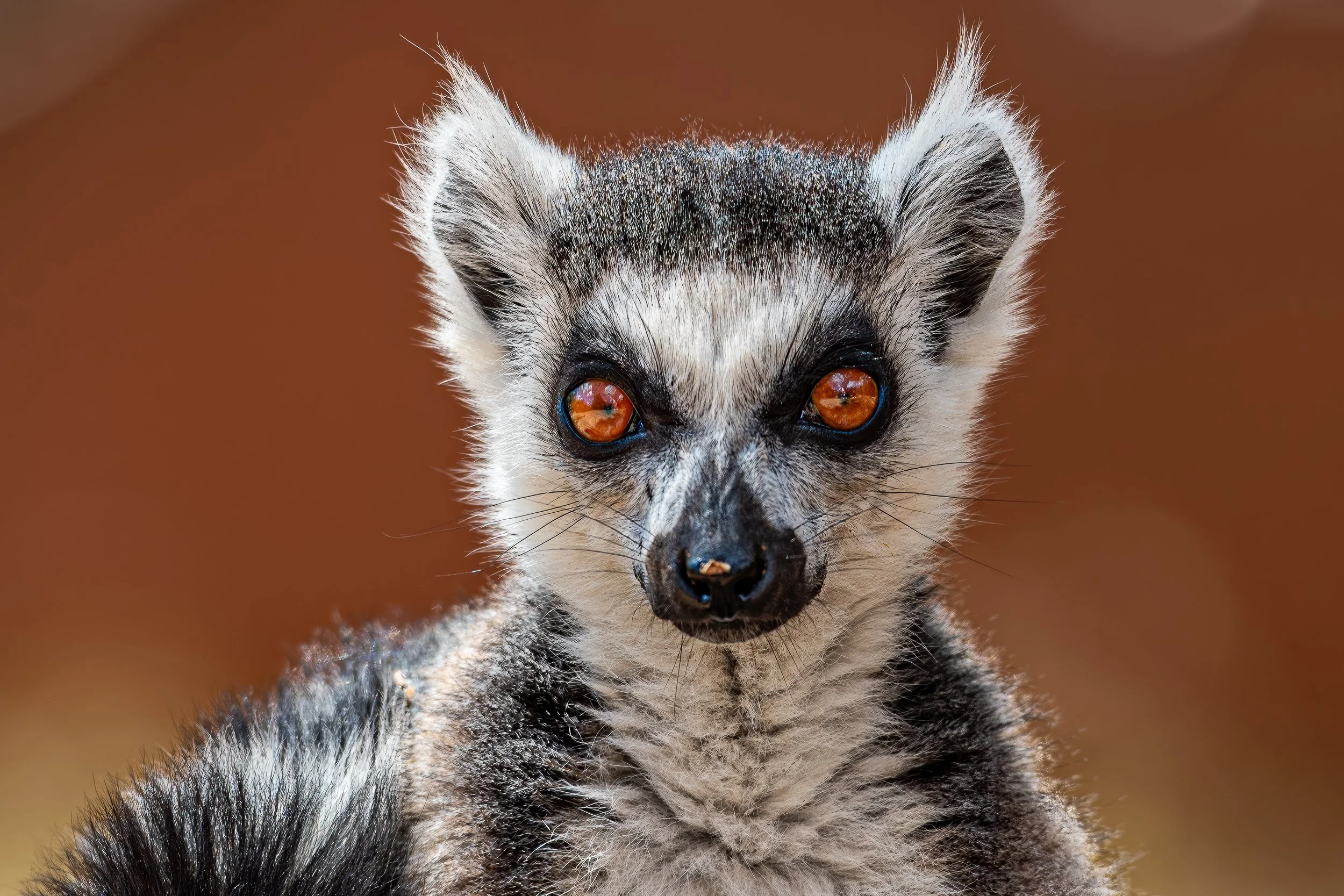 Ring-tailed lemur | Madagascar