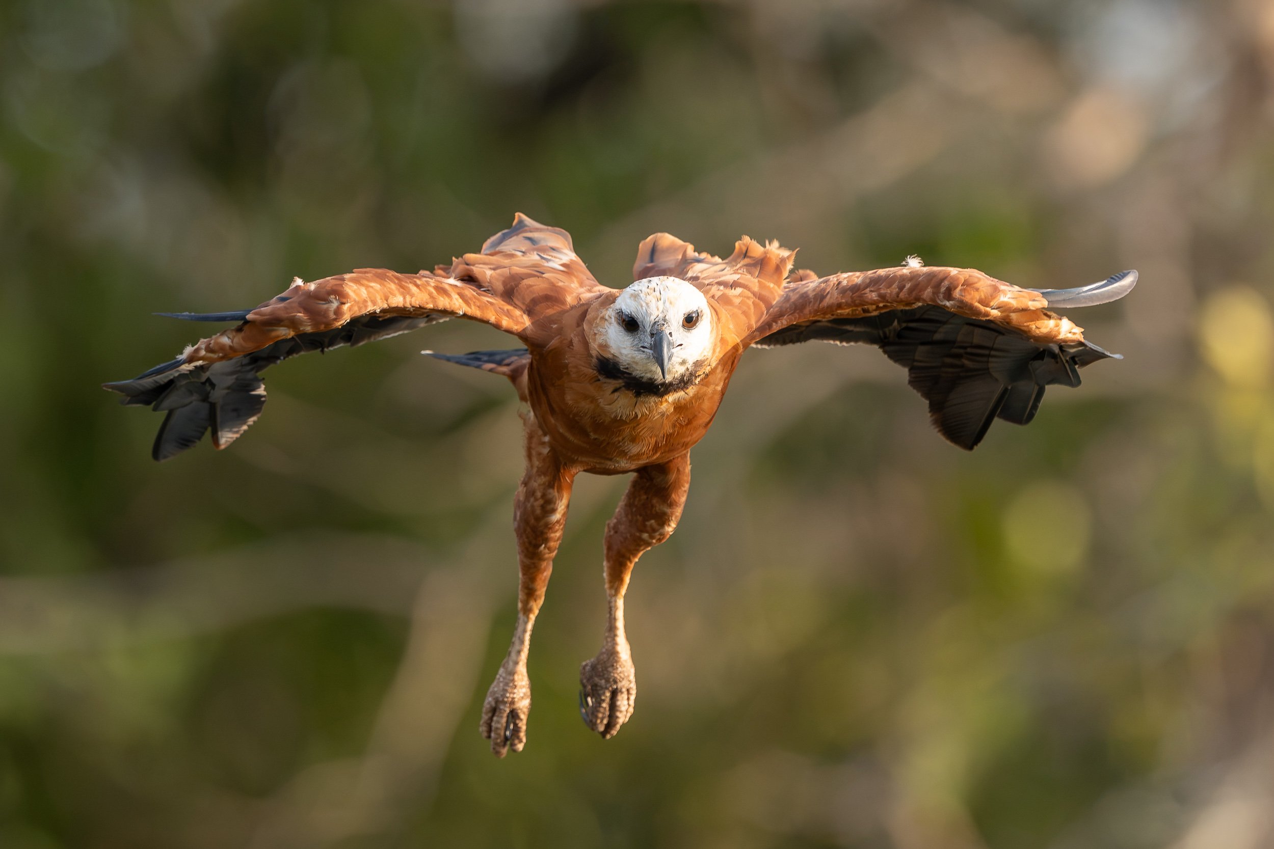 Bird of prey, Pantanal | Brazil