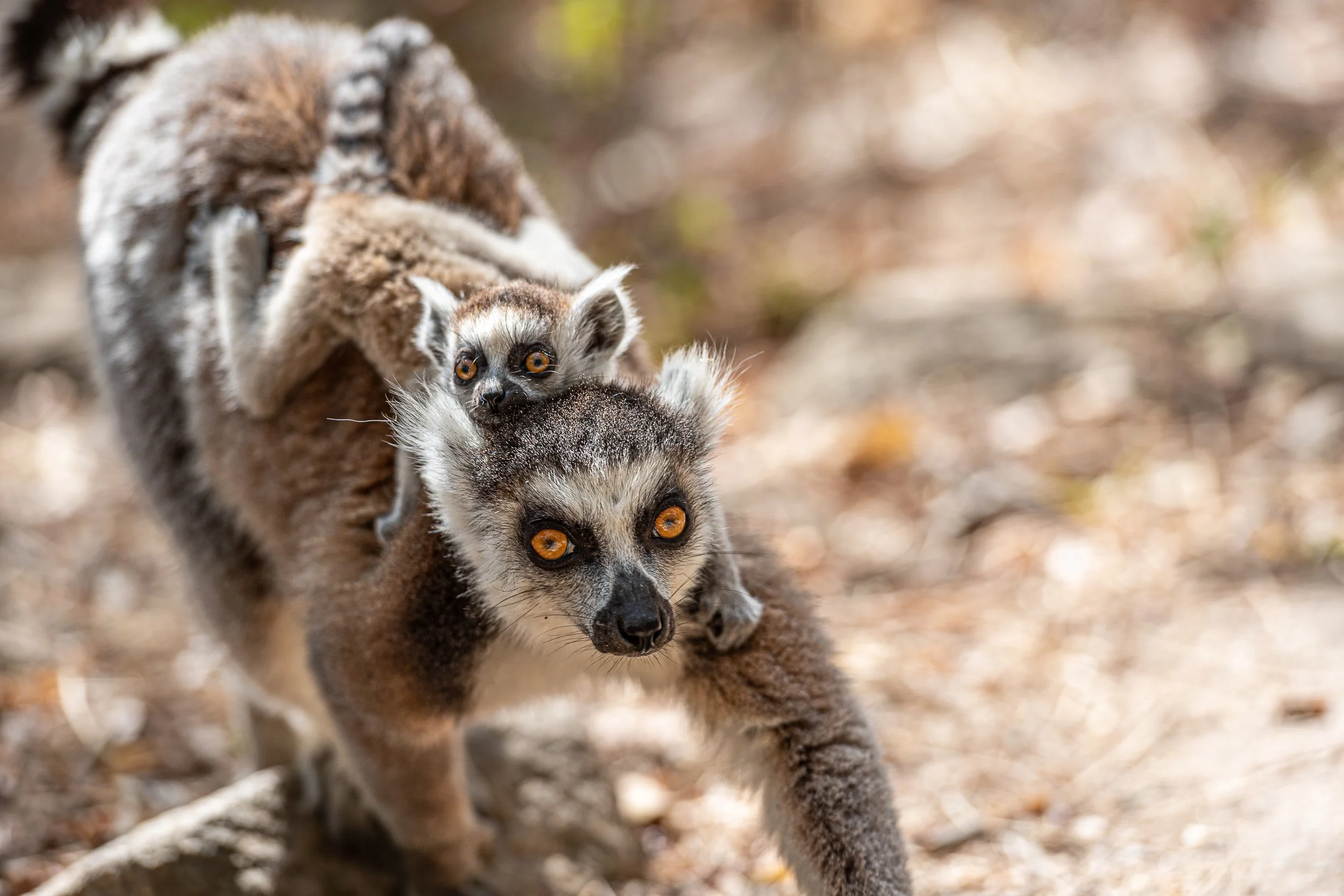 Ring-tailed lemur with baby | Madagascar