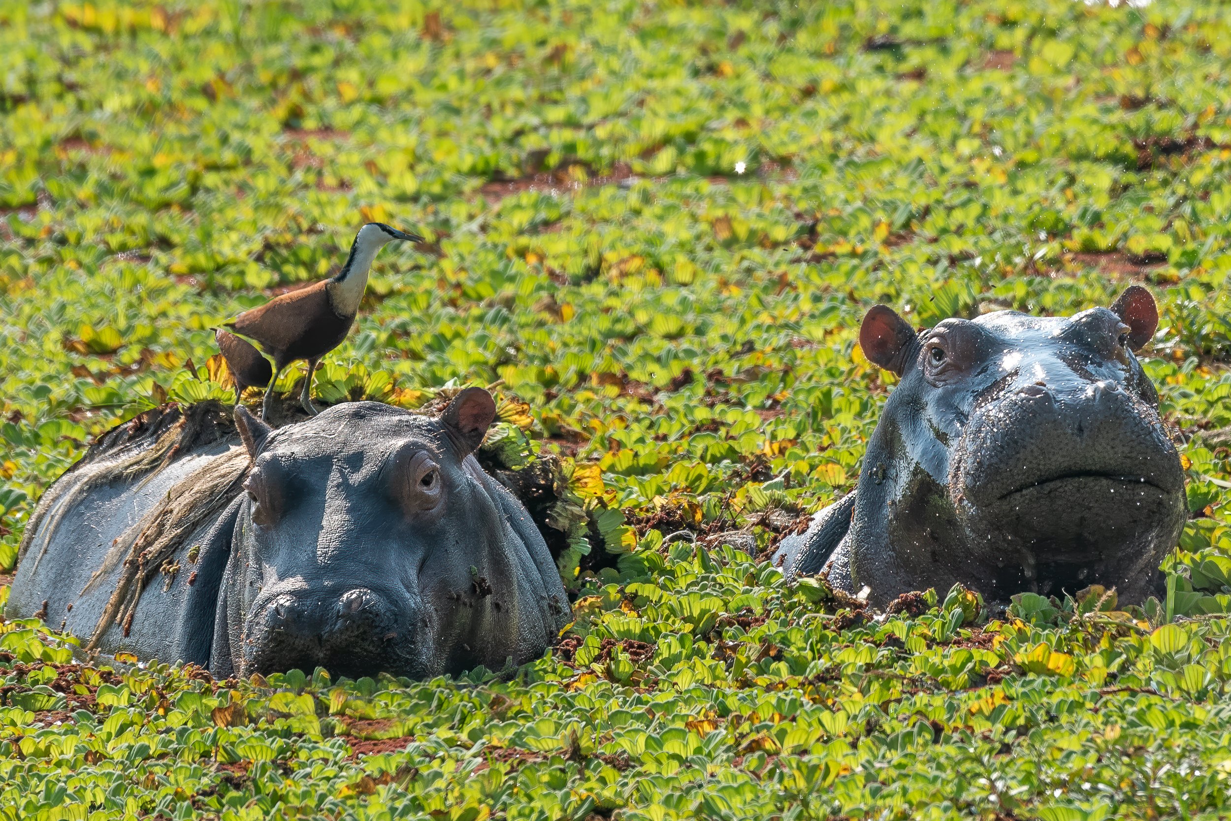 Hippos, South Luangwa | Zambia