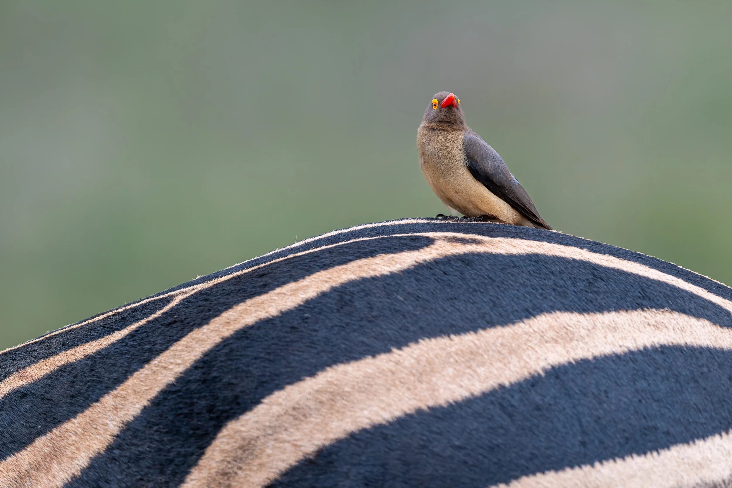 Oxpecker on zebra | South Africa