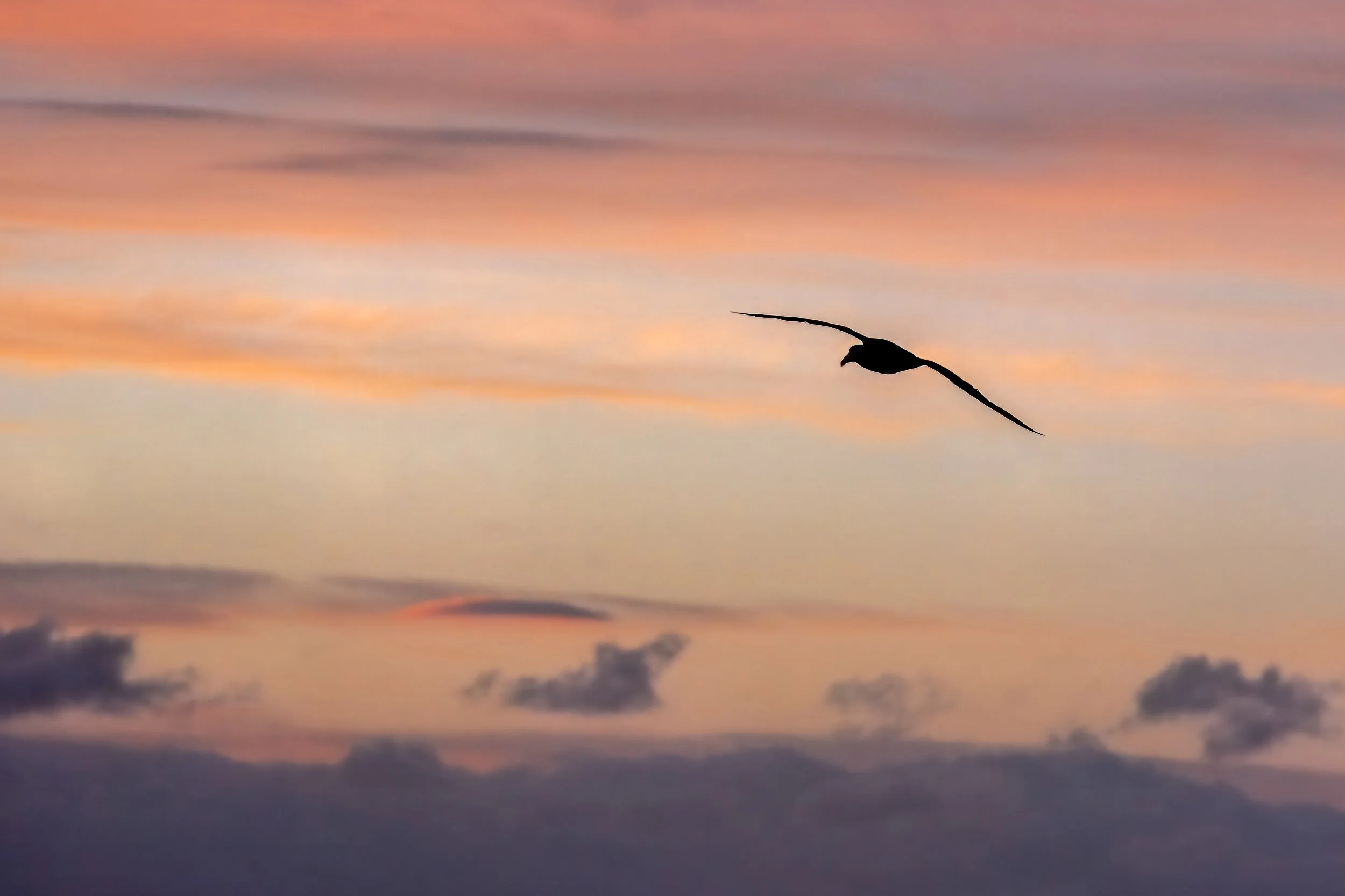 Seabird at sunset | Antarctica
