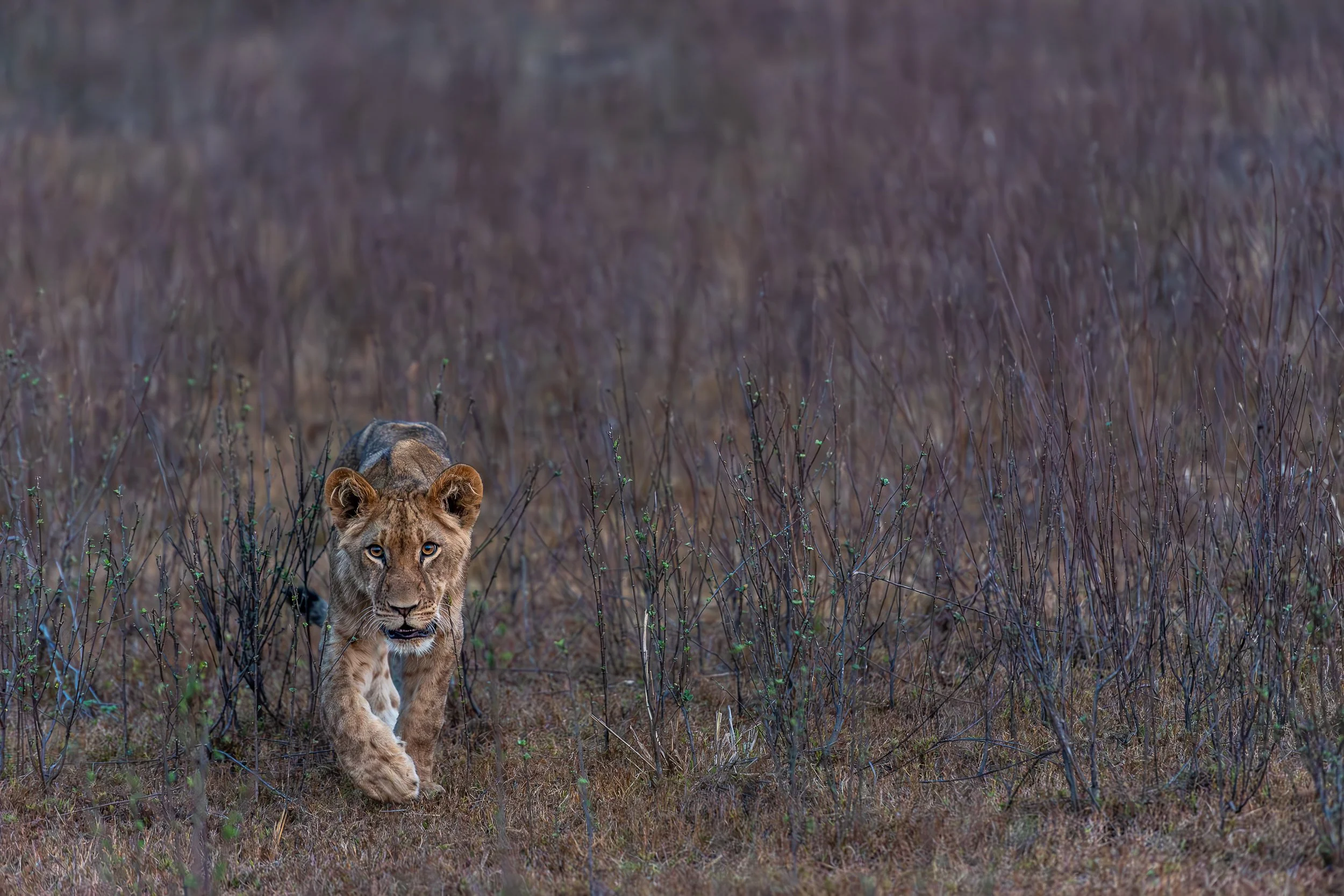 Lion cub, Busanga Plains | Zambia