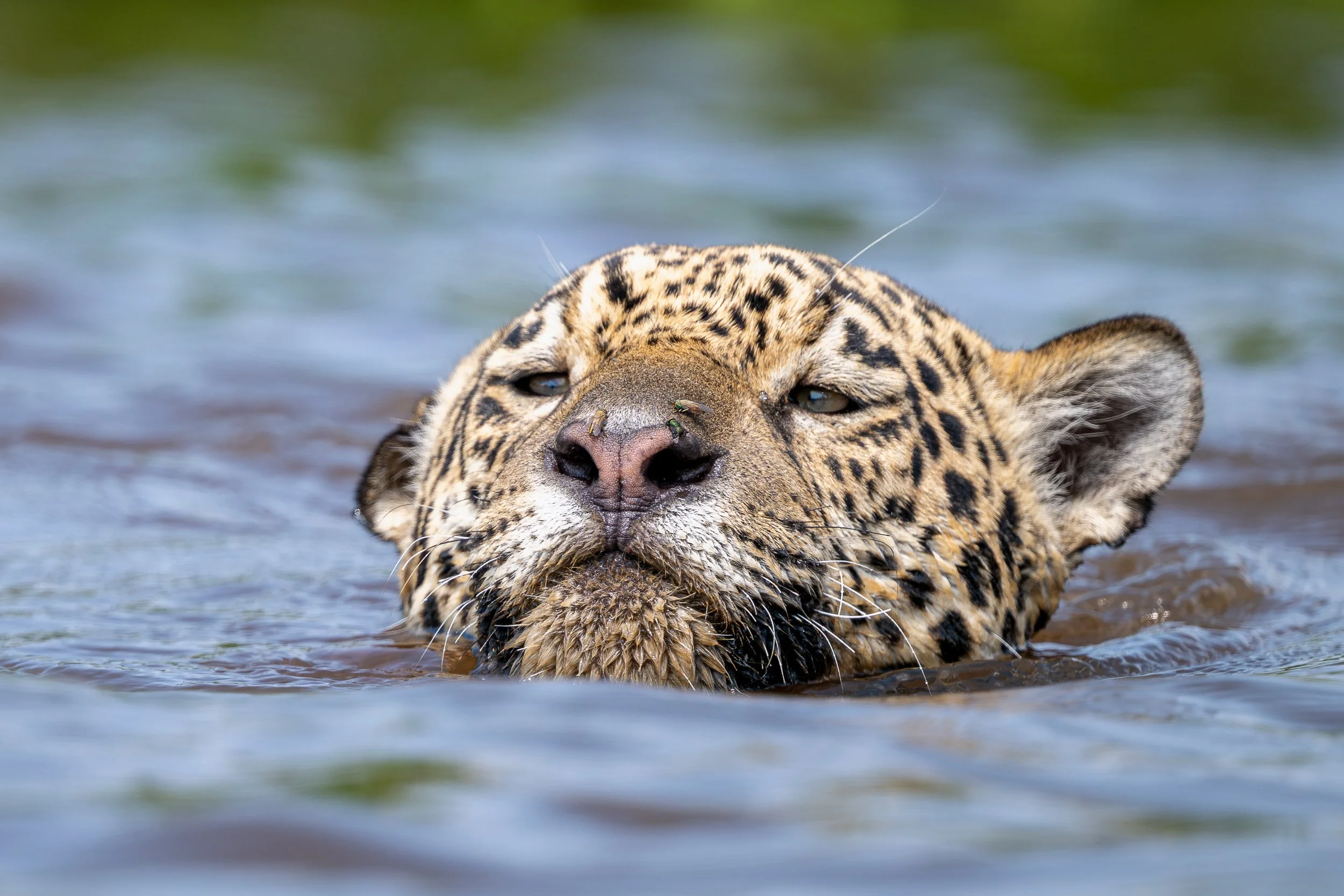 Jaguar, Pantanal | Brazil