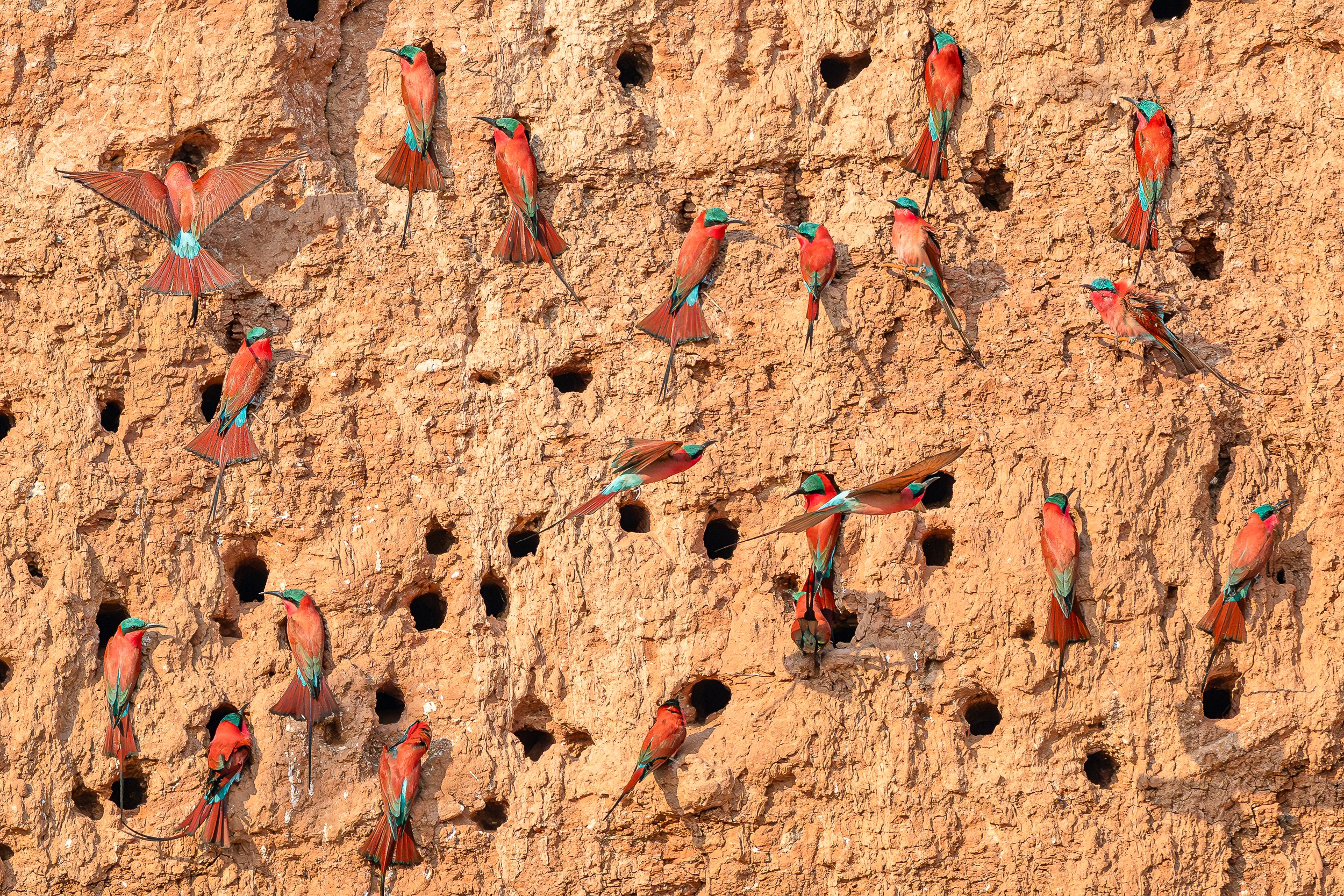 Southern Carmine Bee Eaters, Mana Pools | Zimbabwe