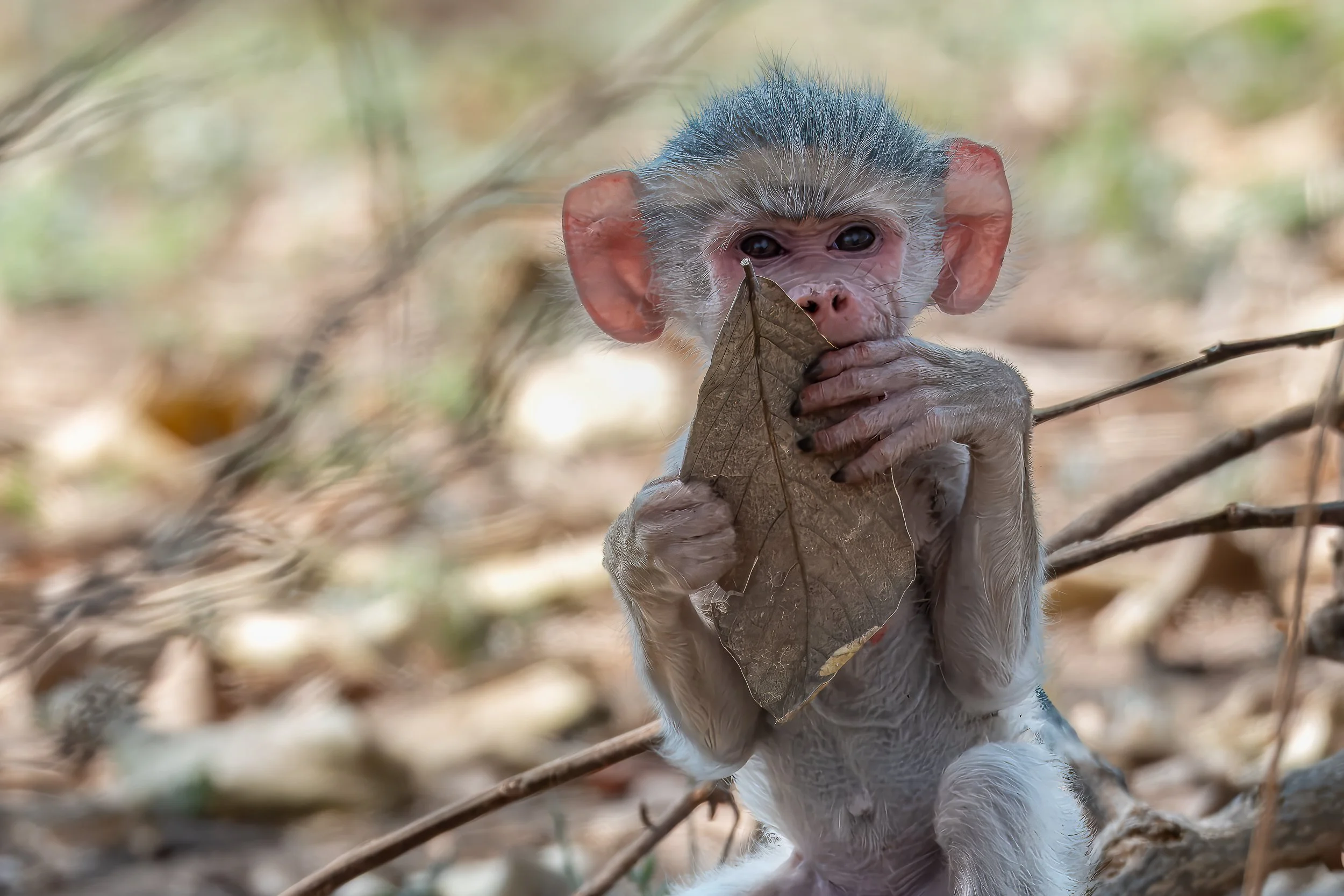 Baby baboon, Mana Pools | Zimbabwe