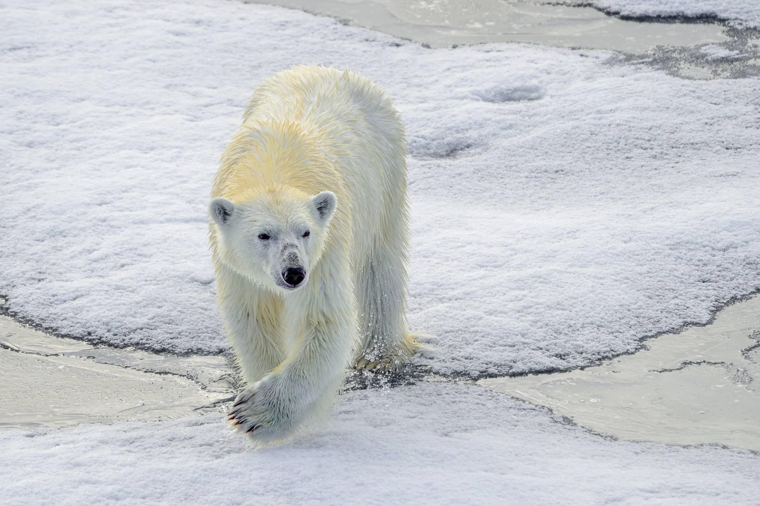 Polar bear | Svalbard