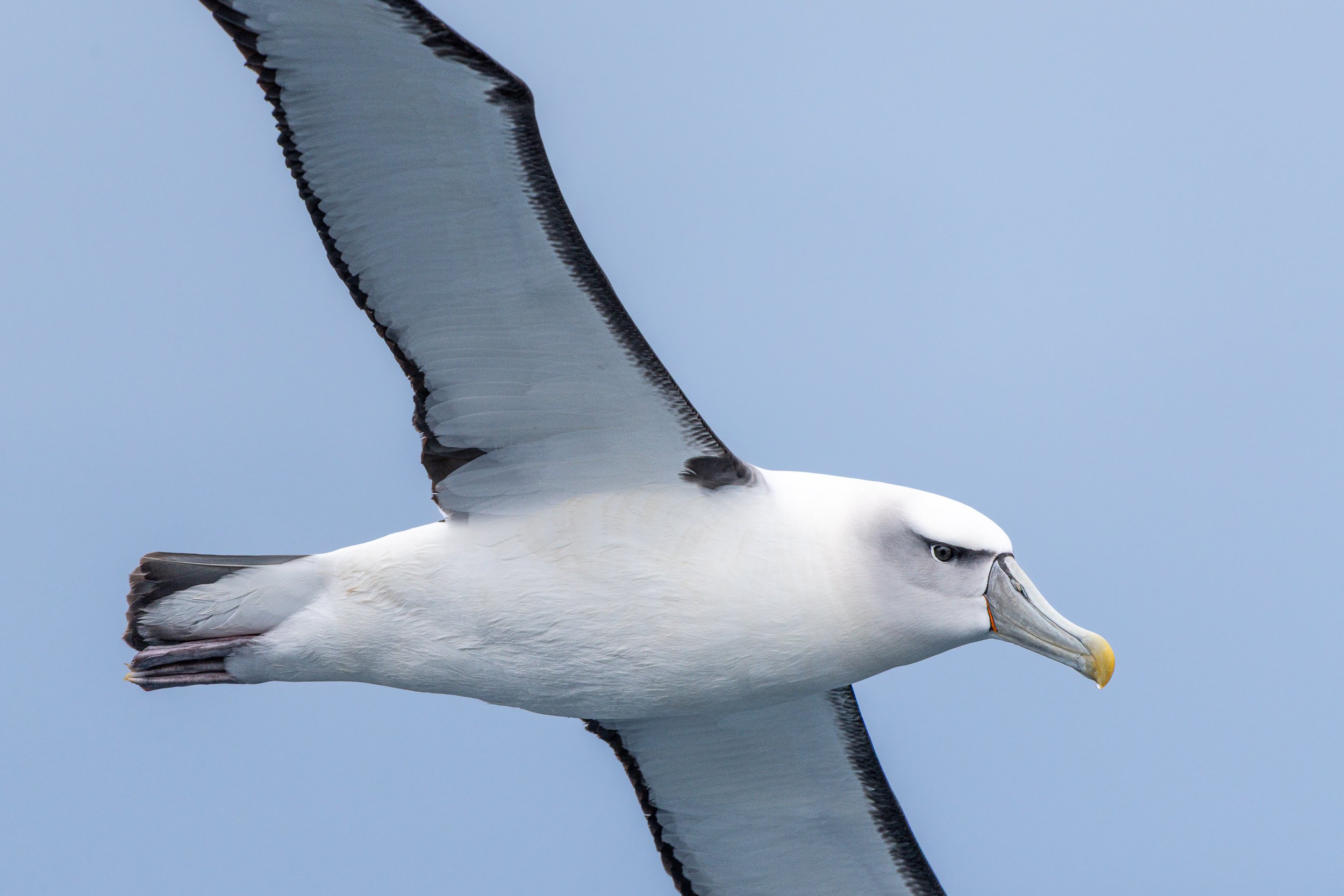 Albatross | Antarctic Peninsula 