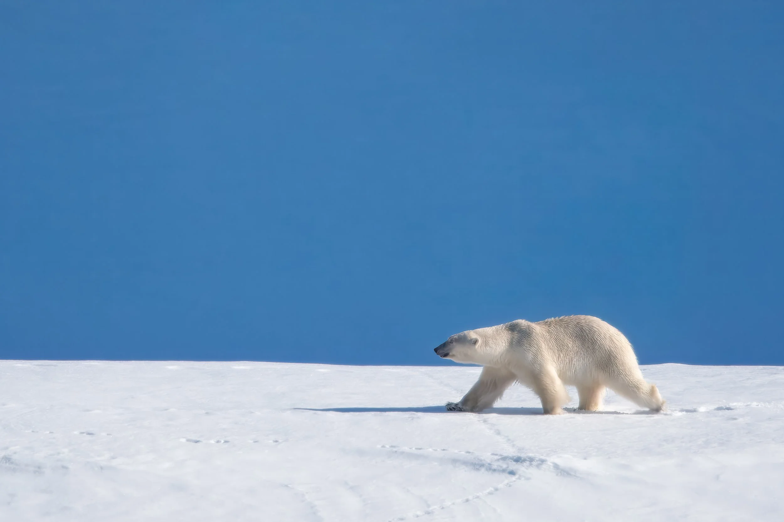 Polar bear | Svalbard