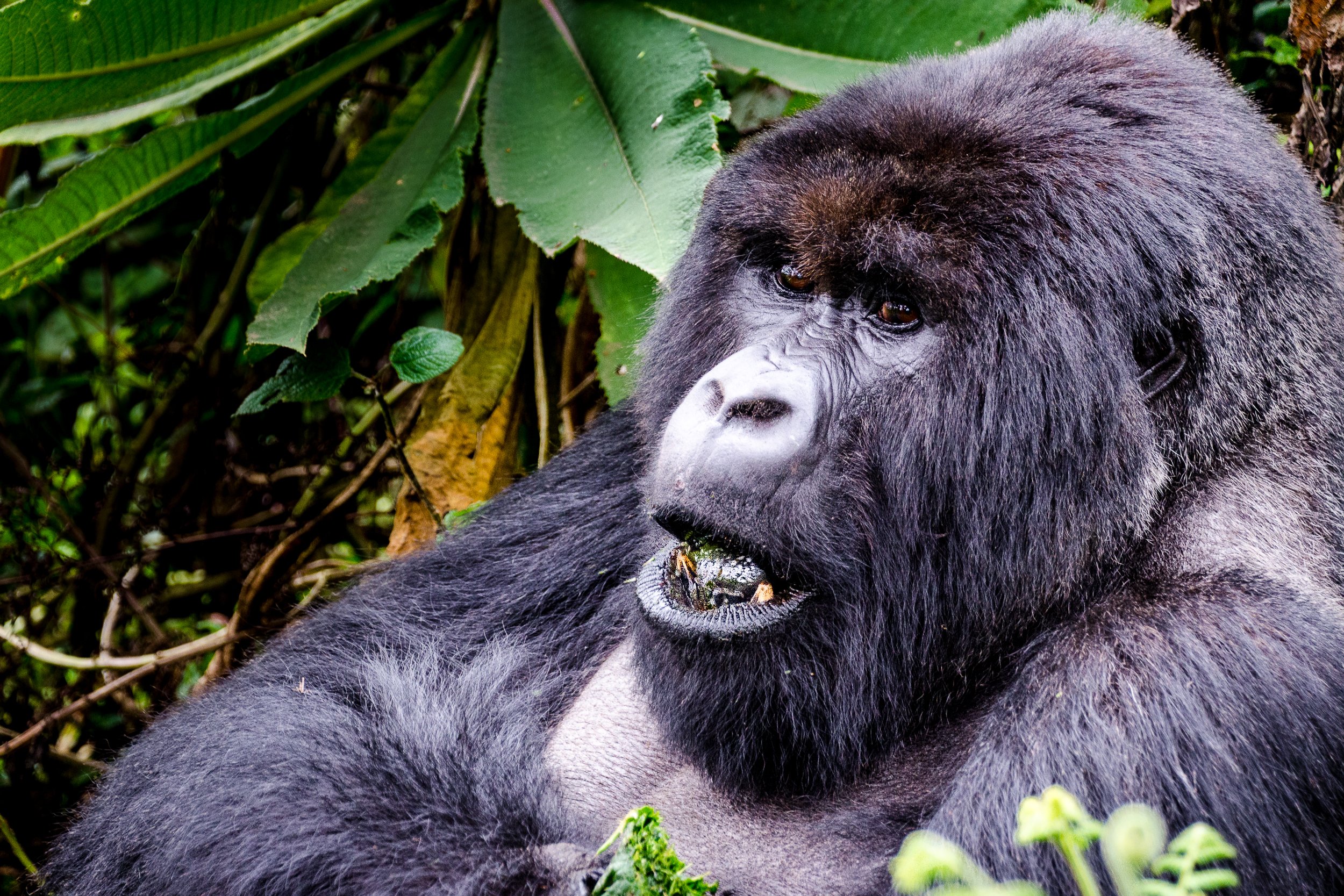 Silverback mountain gorilla, Volcanoes | Rwanda